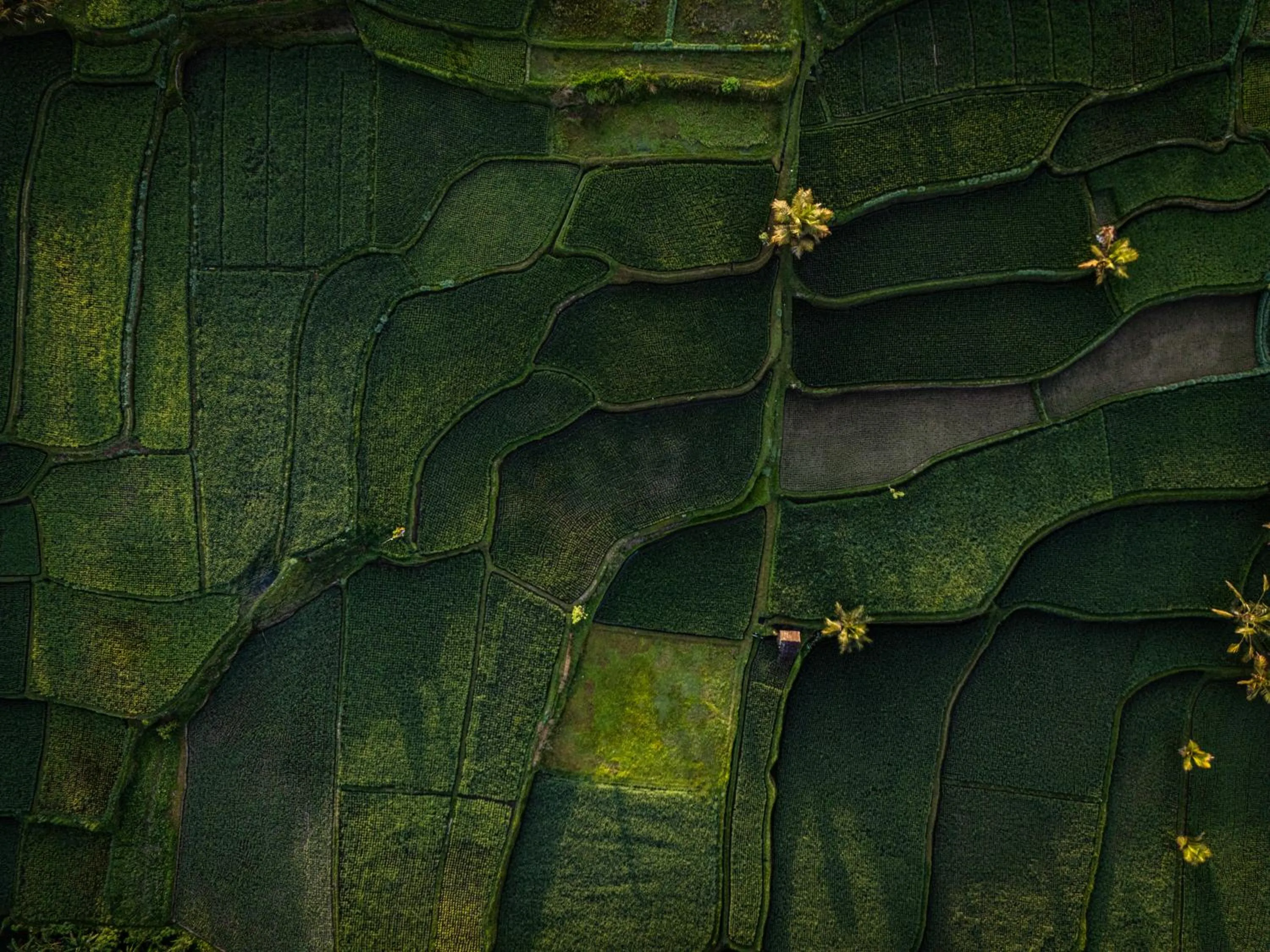 Activities in Anantara Ubud Bali Resort