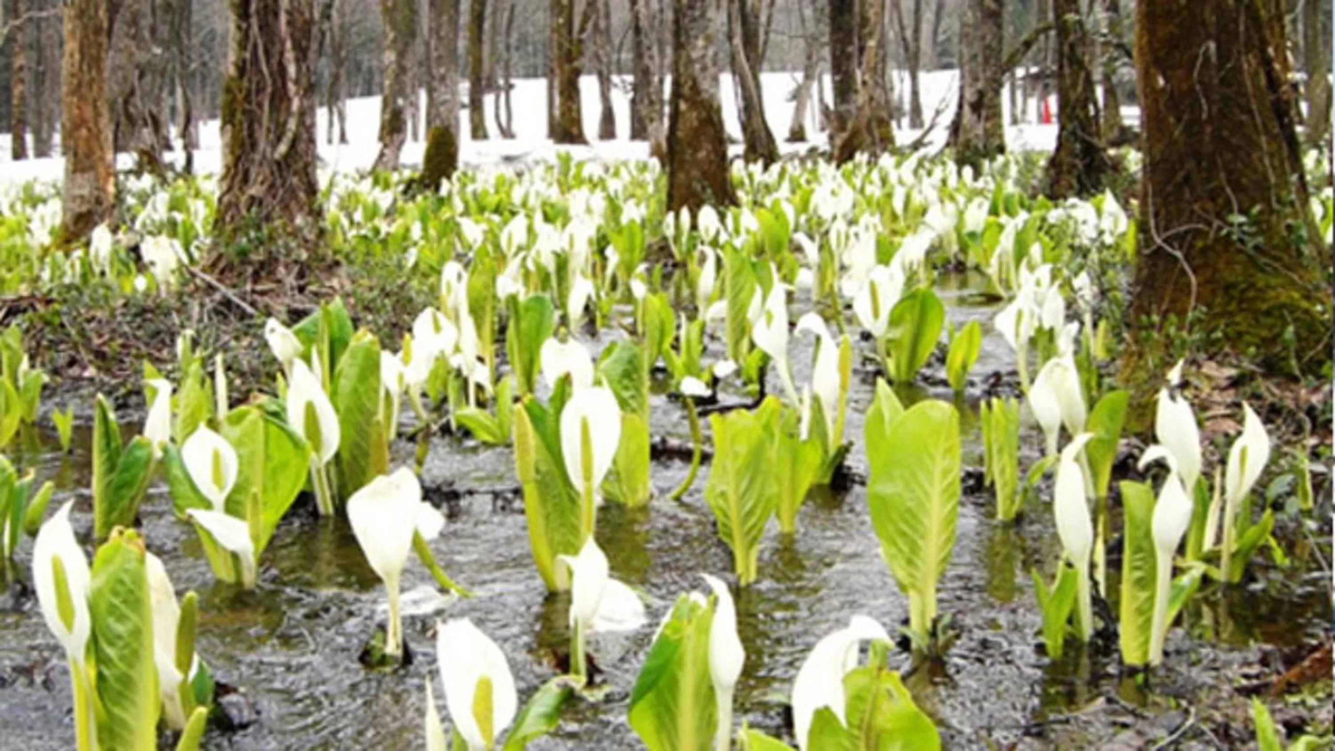 Kyukamura Nyuto-Onsenkyo