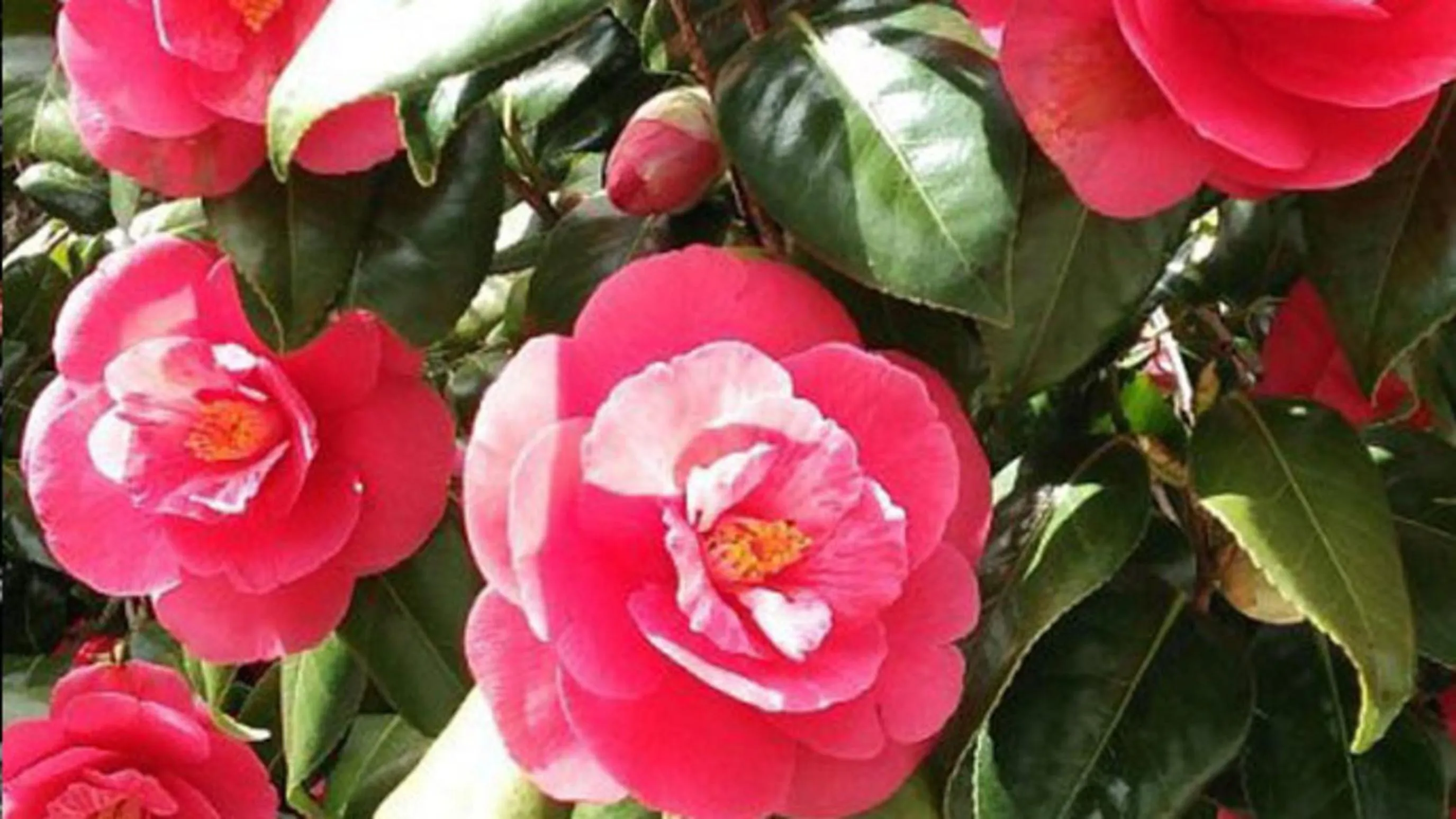 Kyukamura Kesennuma-Ohshima