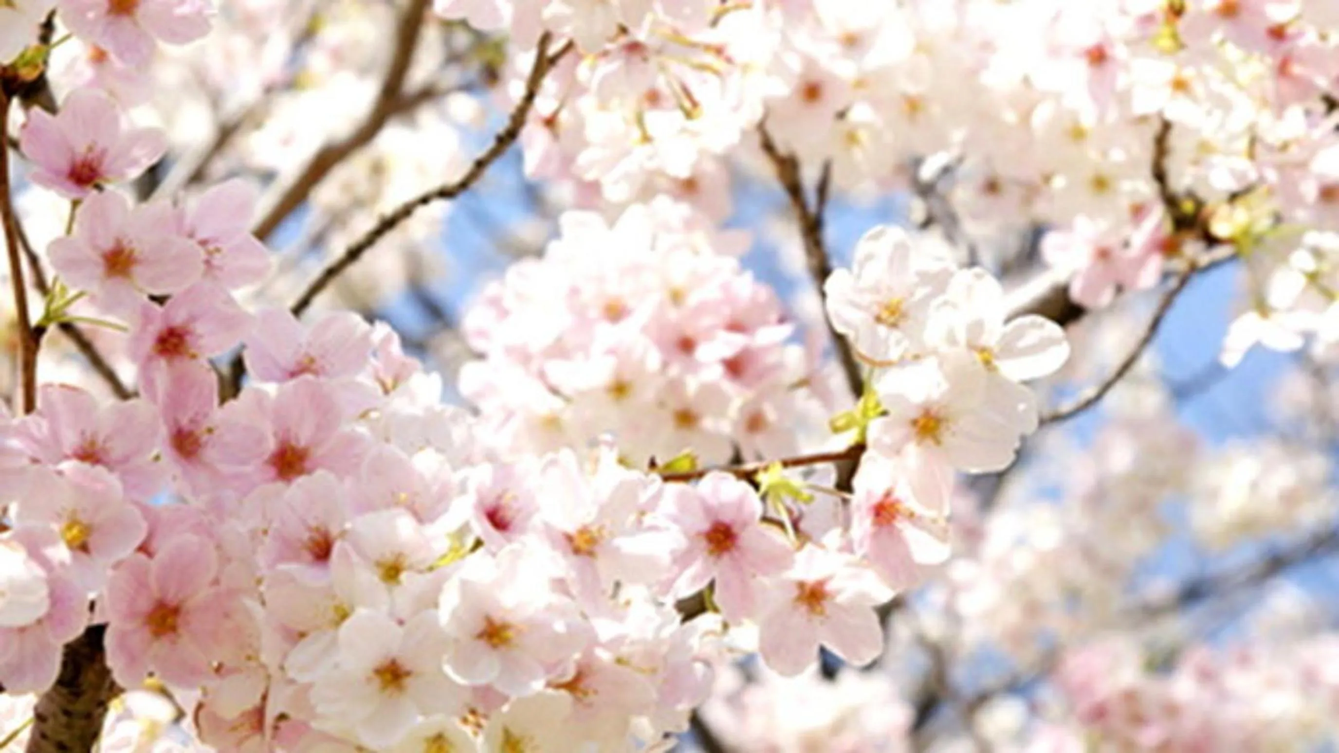 Kyukamura Shonai-Haguro