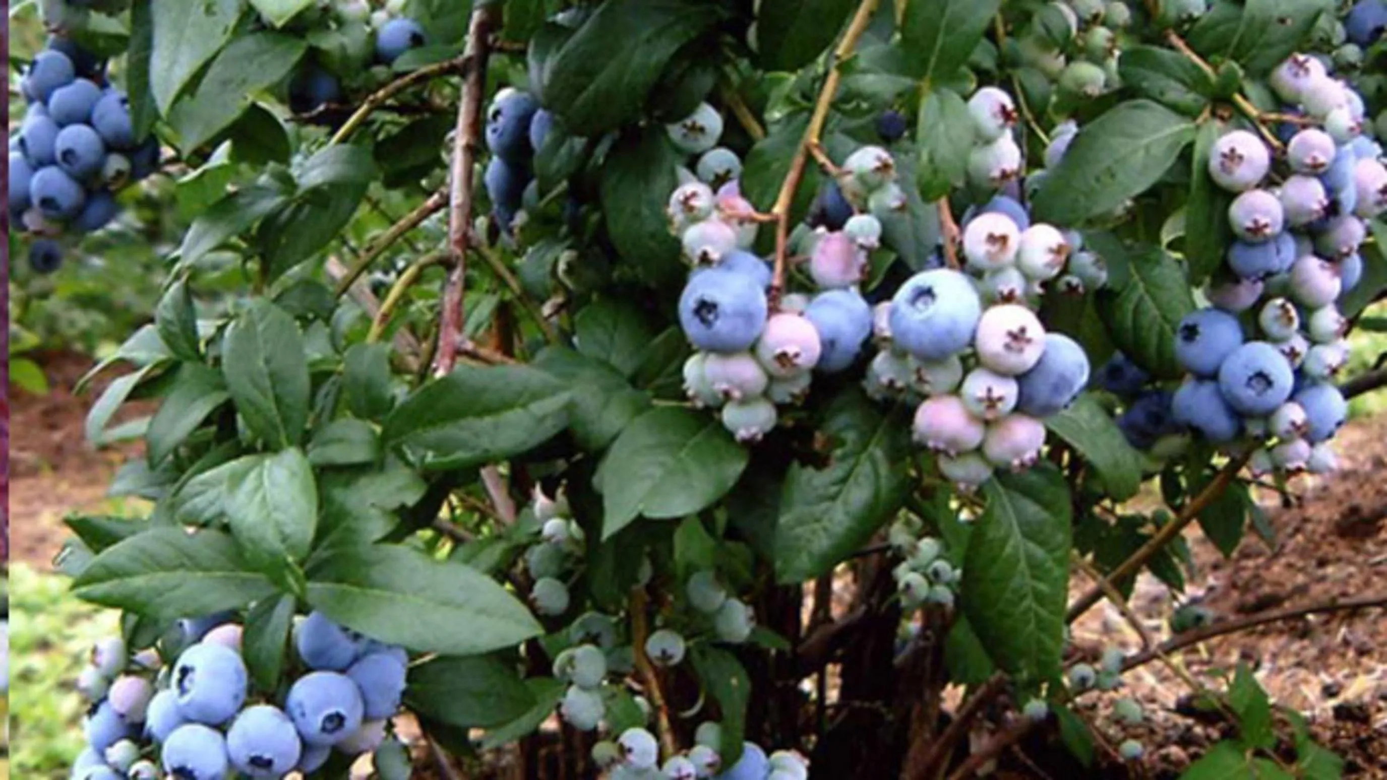 Kyukamura Shonai-Haguro