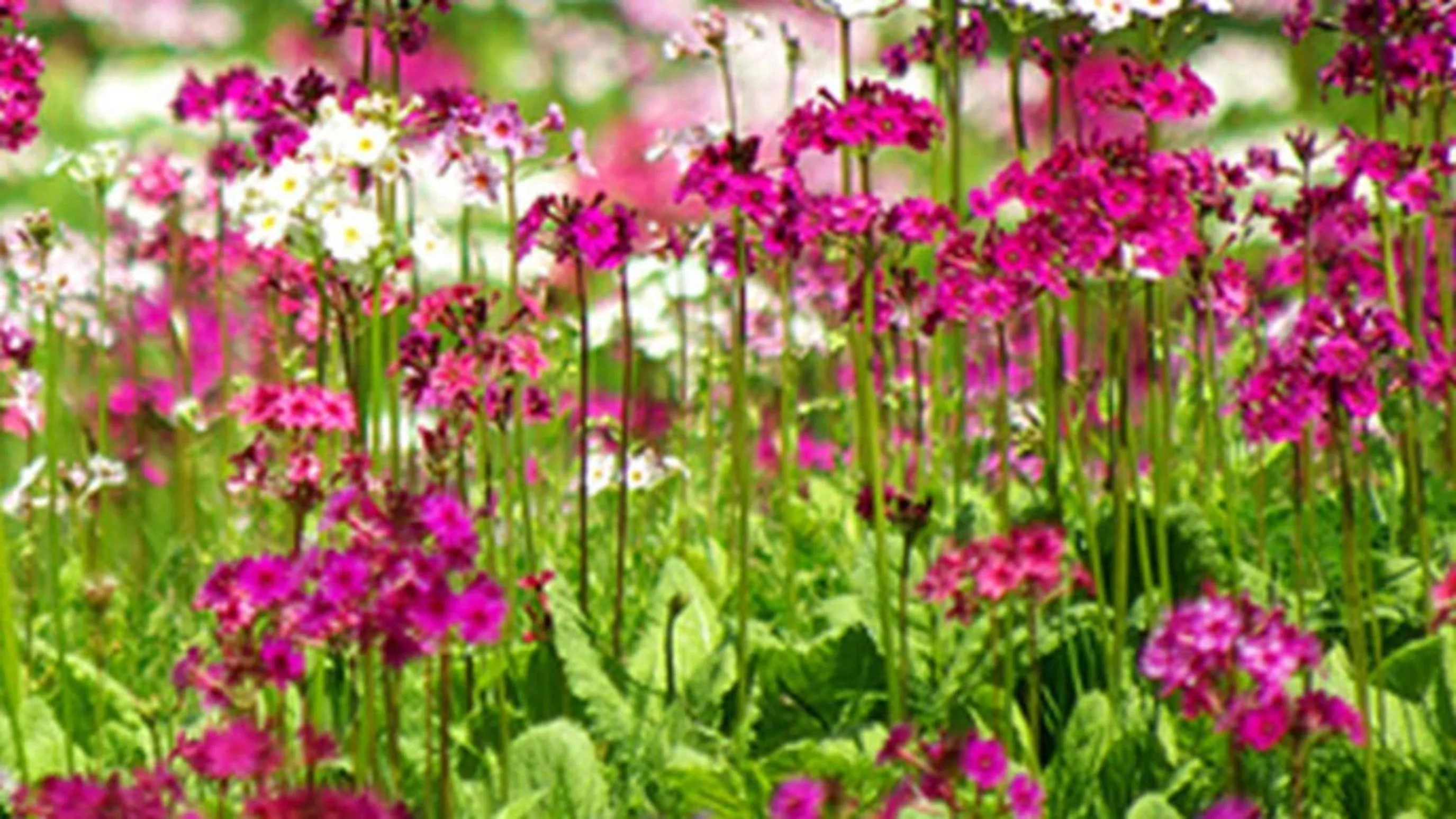 Kyukamura Shonai-Haguro