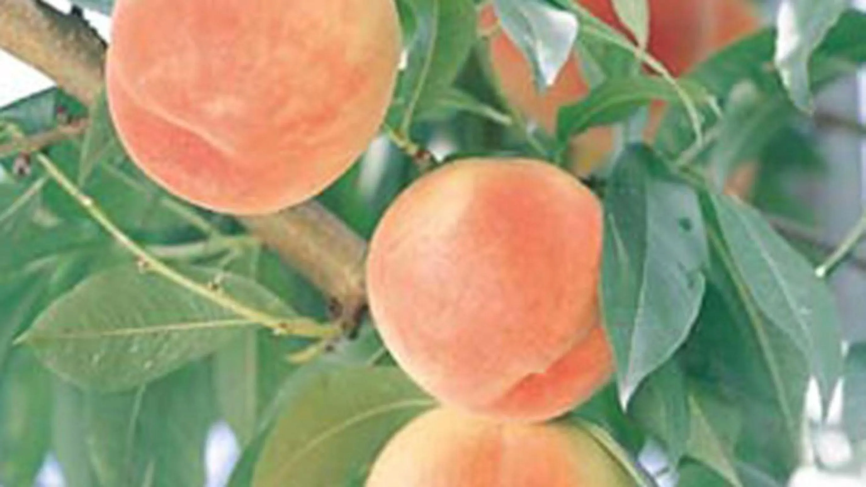 Kyukamura Shonai-Haguro