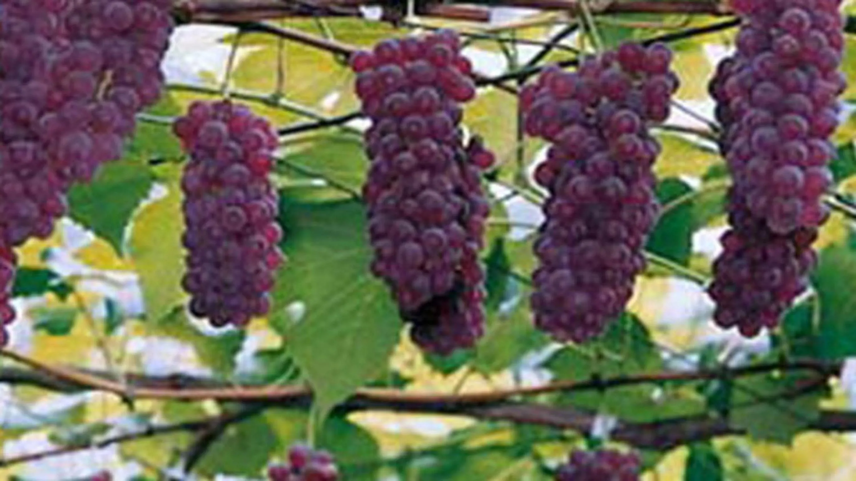 Kyukamura Shonai-Haguro