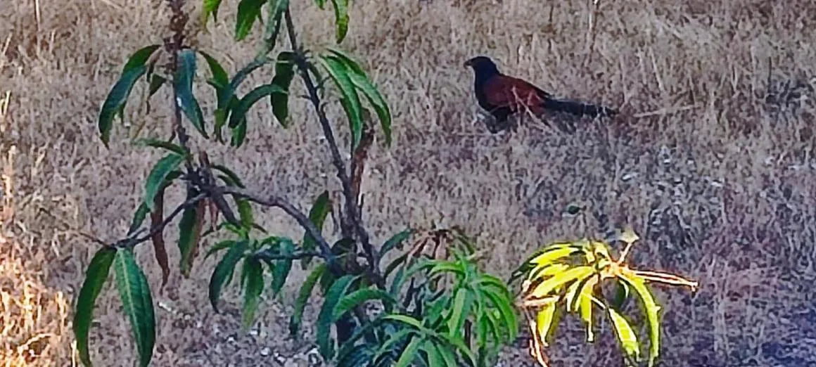 Garden view in Club Shandilya- Cheerful 3BR villa in Nature Lap