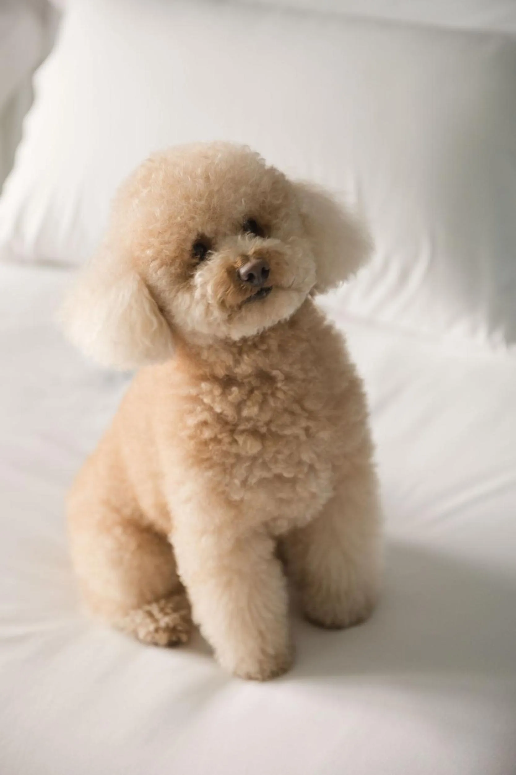 Pets in Hotel Antik San Sebastián