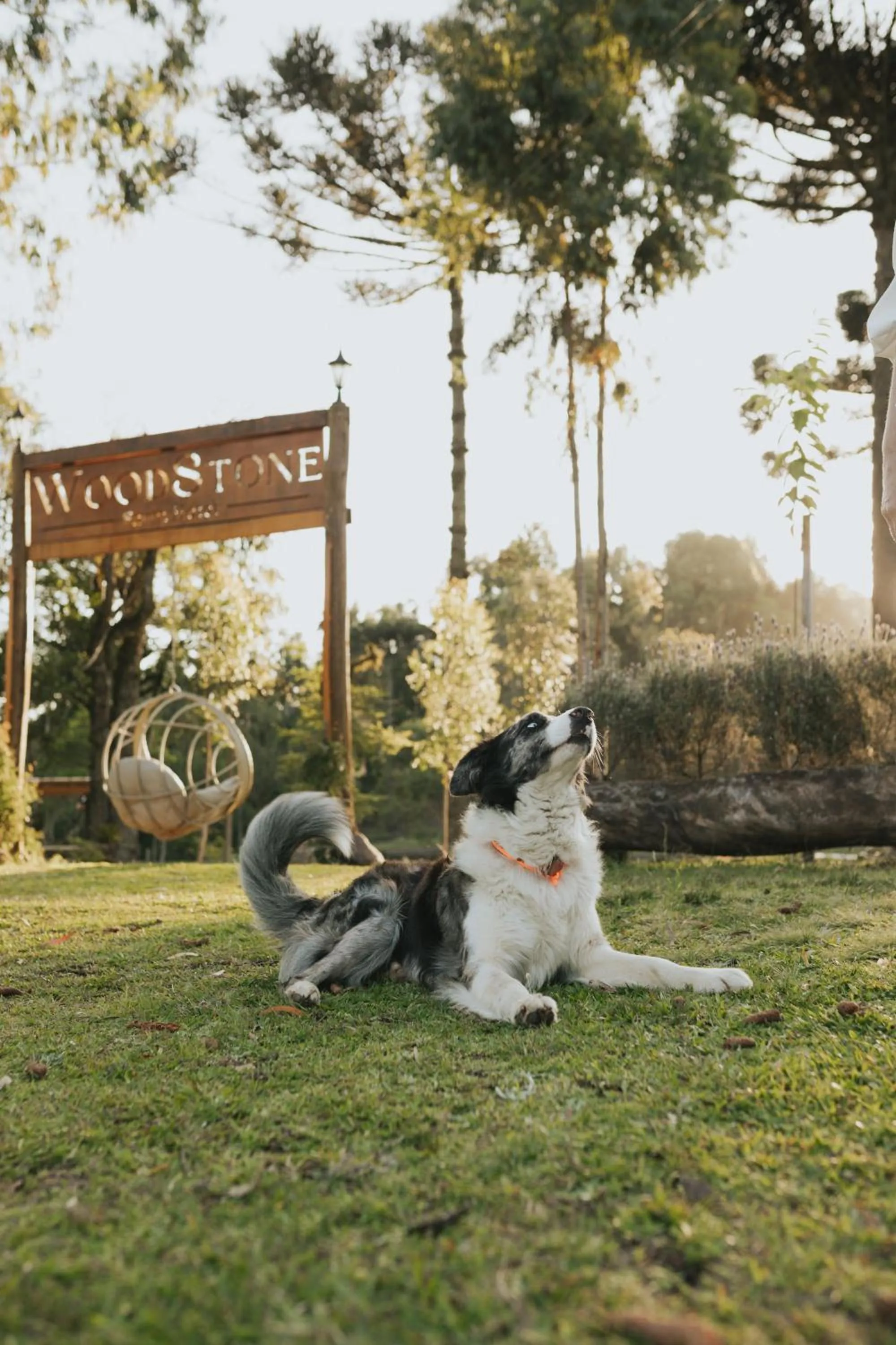 Pets in WoodStone Hotel Fazenda