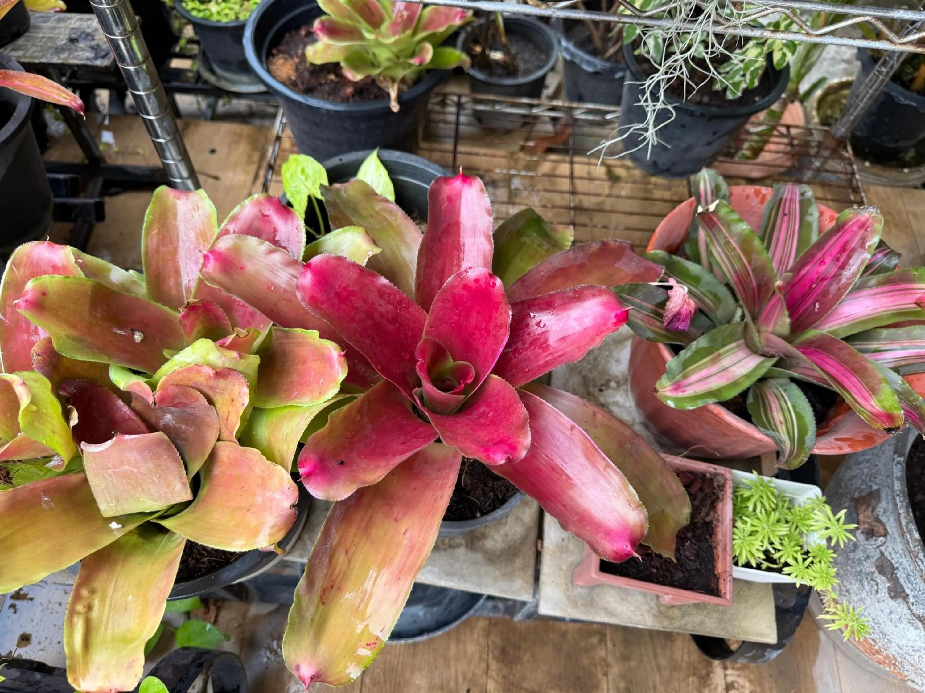 Garden in Laph Kham House