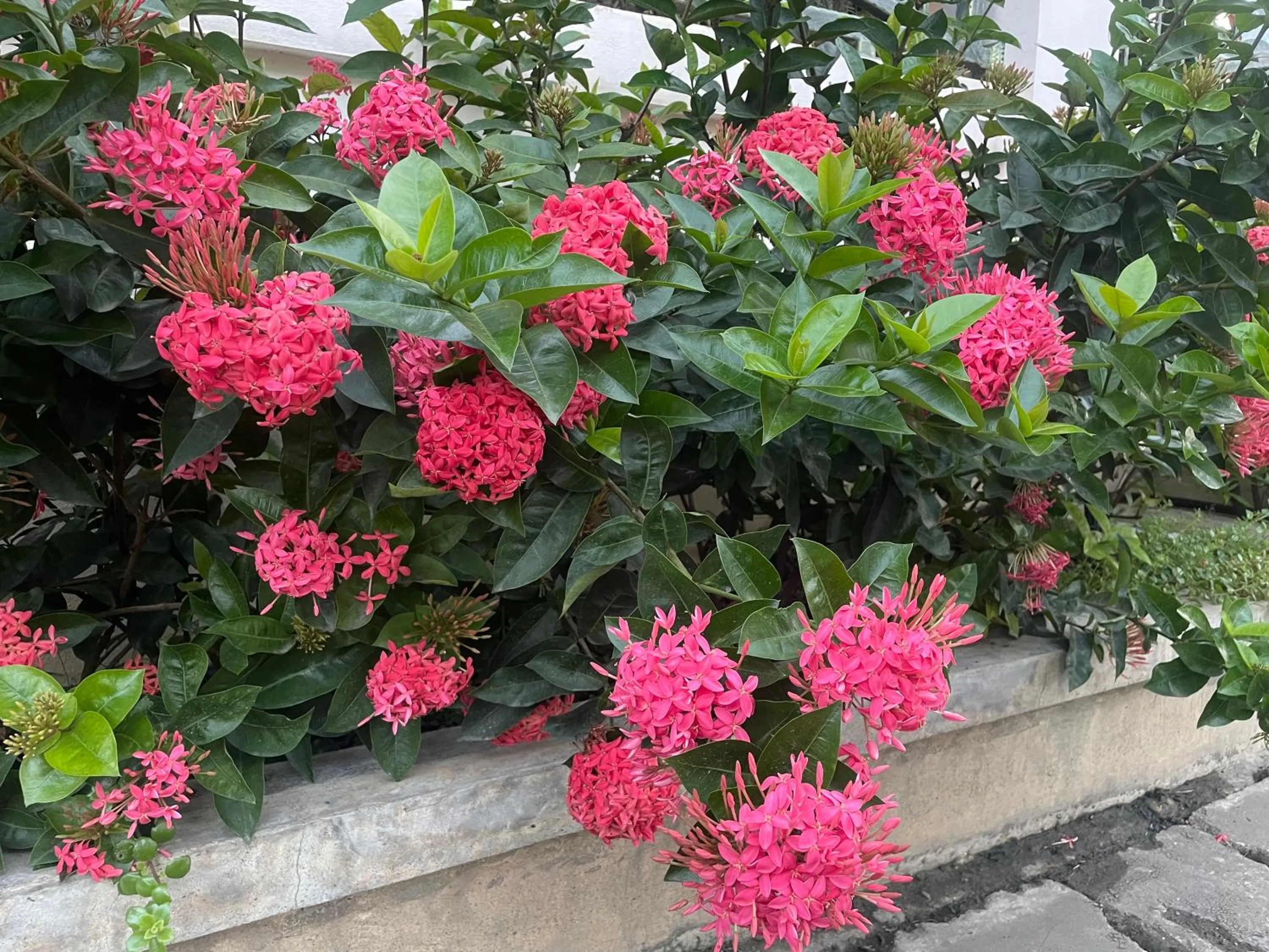 Garden in Laph Kham House