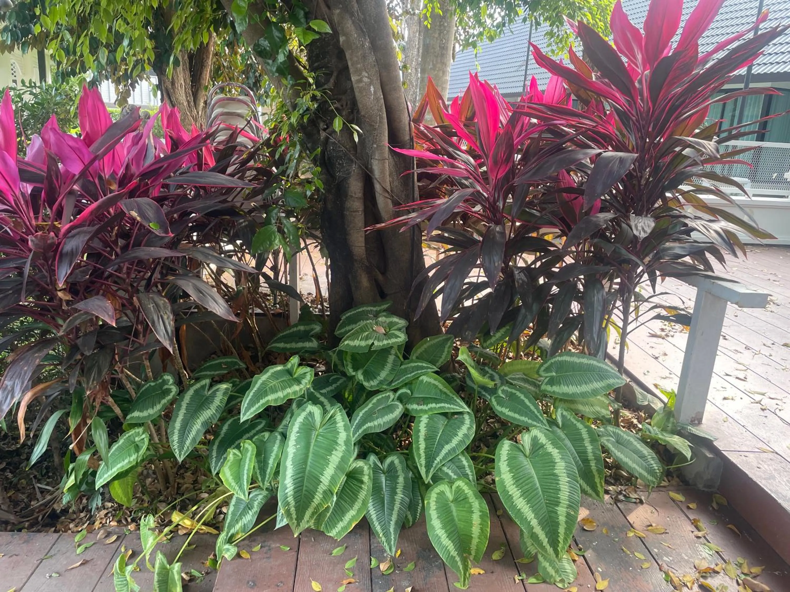 Garden view in Laph Kham House