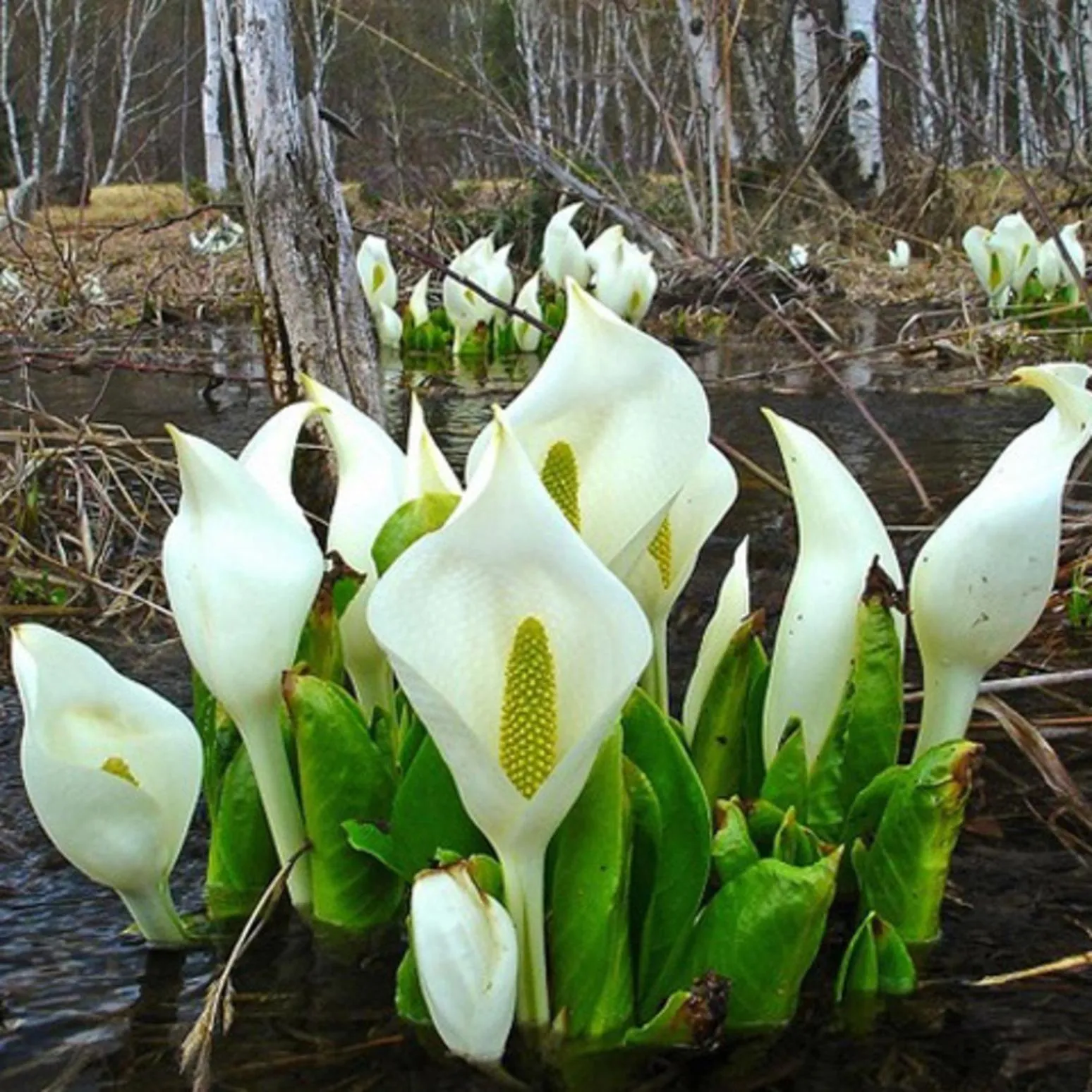 Nearby landmark in Kyukamura Norikura-Kogen