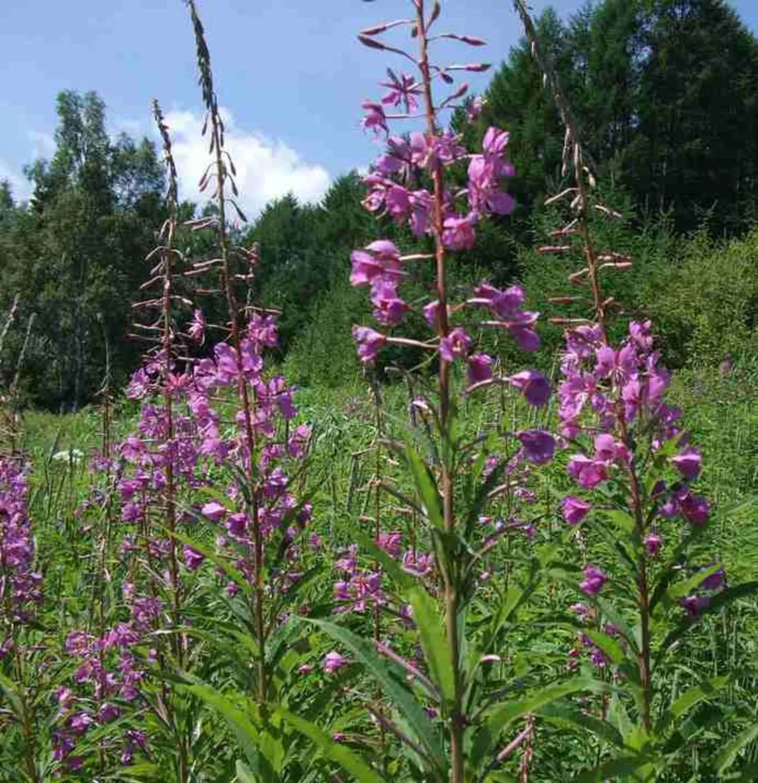 Natural landscape in Kyukamura Norikura-Kogen