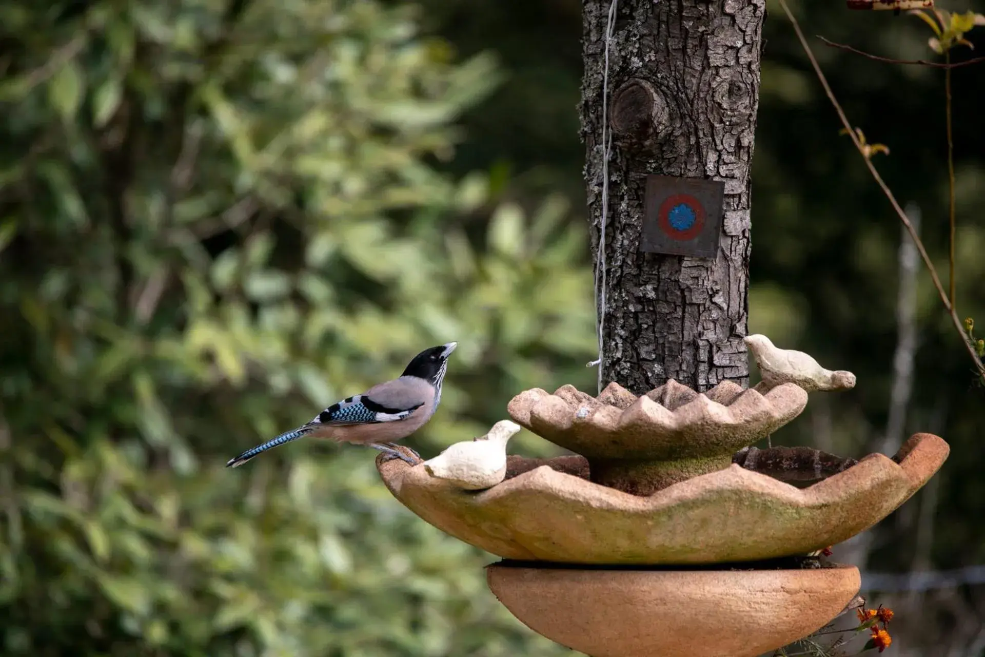 View (from property/room) in Hollyhock Cottage by VEO - Part of StayVista View (from property/room) in Hollyhock Cottage by VEO - Part of StayVista