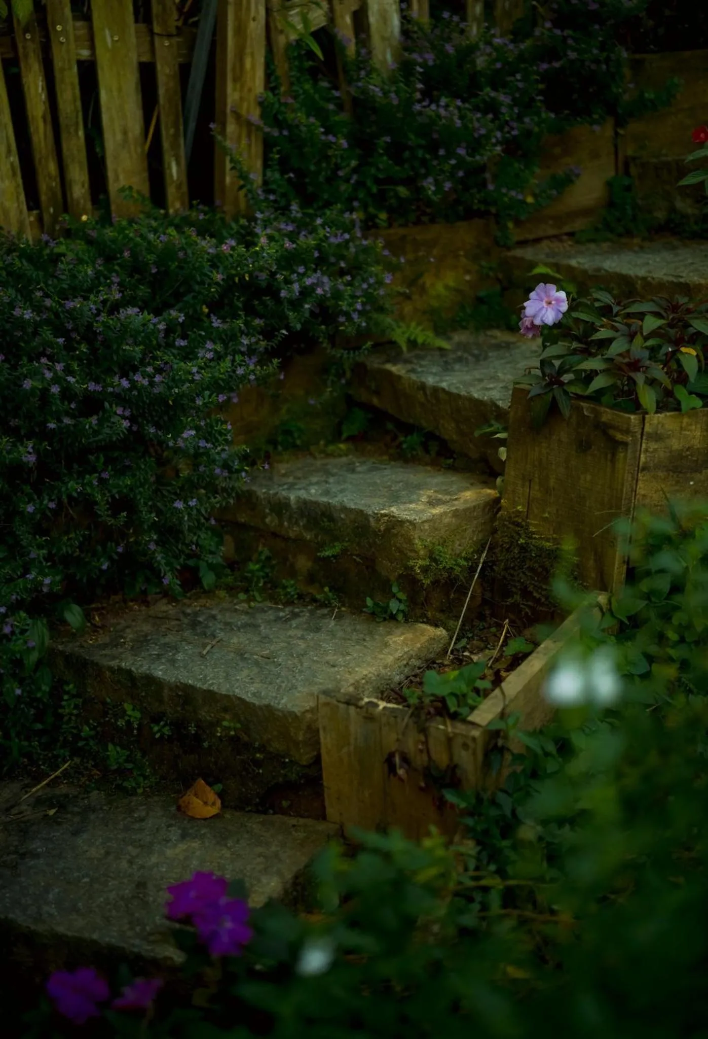 Spring in Lengkeng Da Lat Homestay