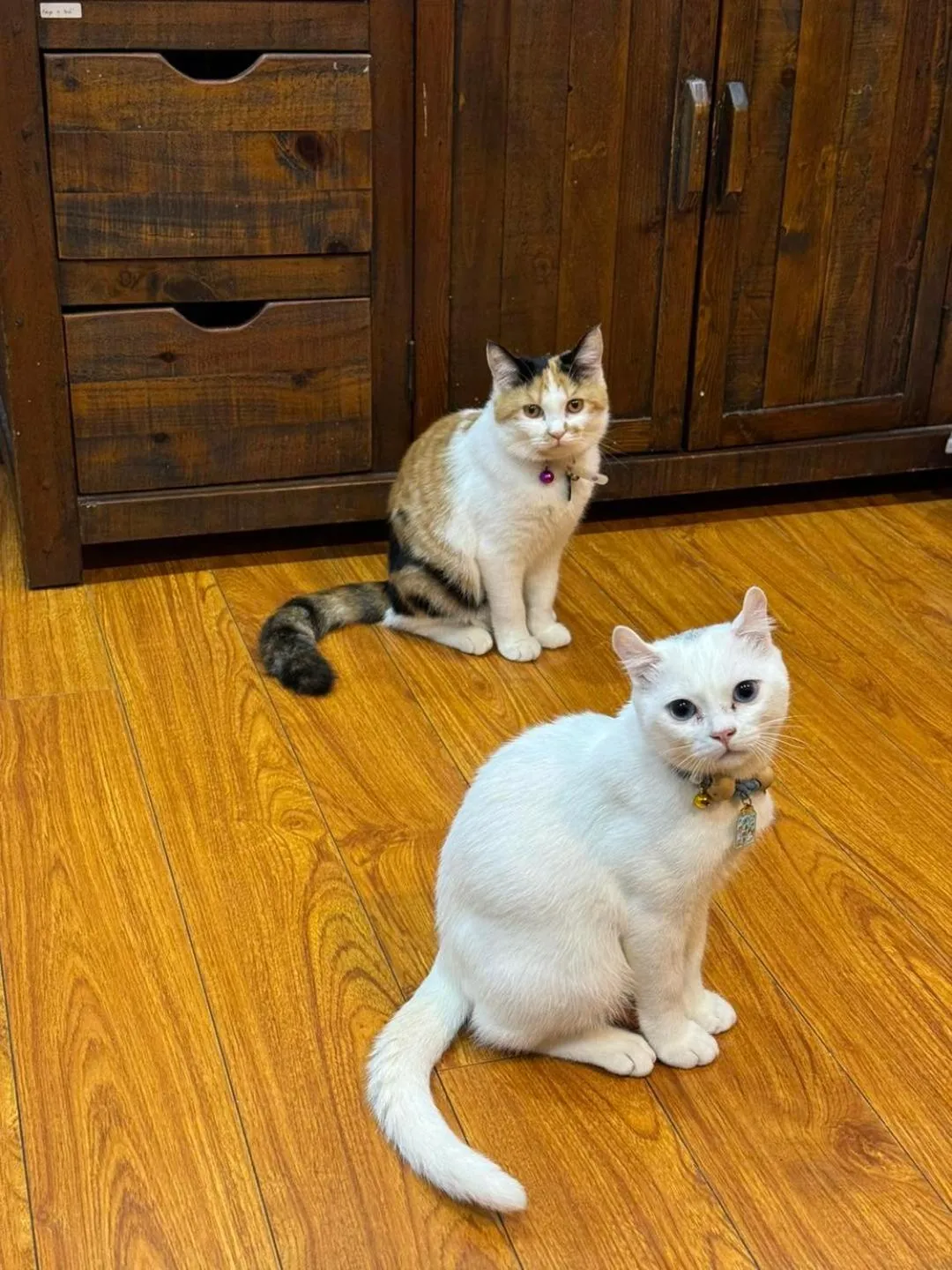 Pets in Lengkeng Da Lat Homestay