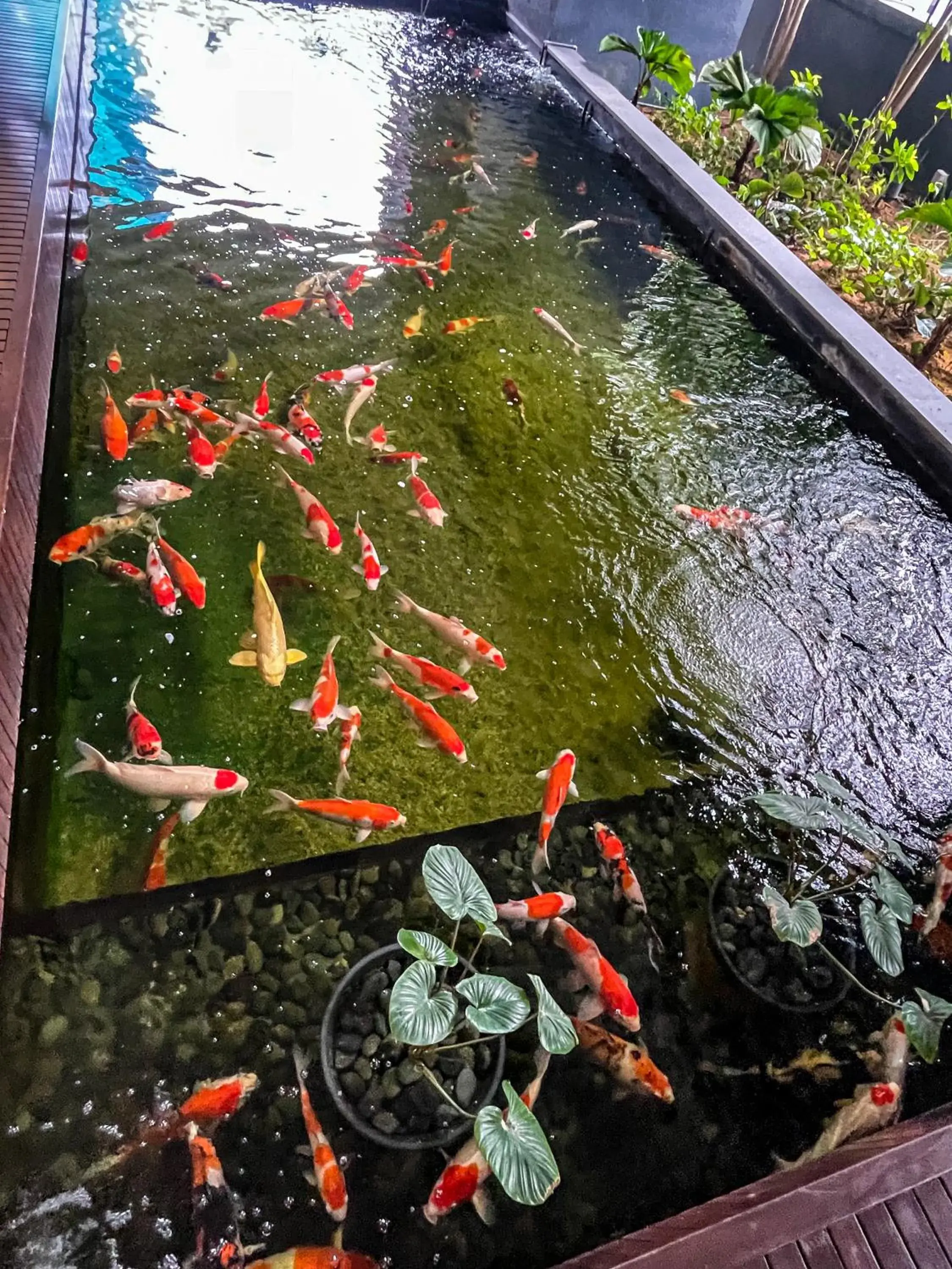 One-Bedroom Apartment - single occupancy in STAR RESIDENCE KLCC One-Bedroom Apartment - single occupancy in STAR RESIDENCE KLCC