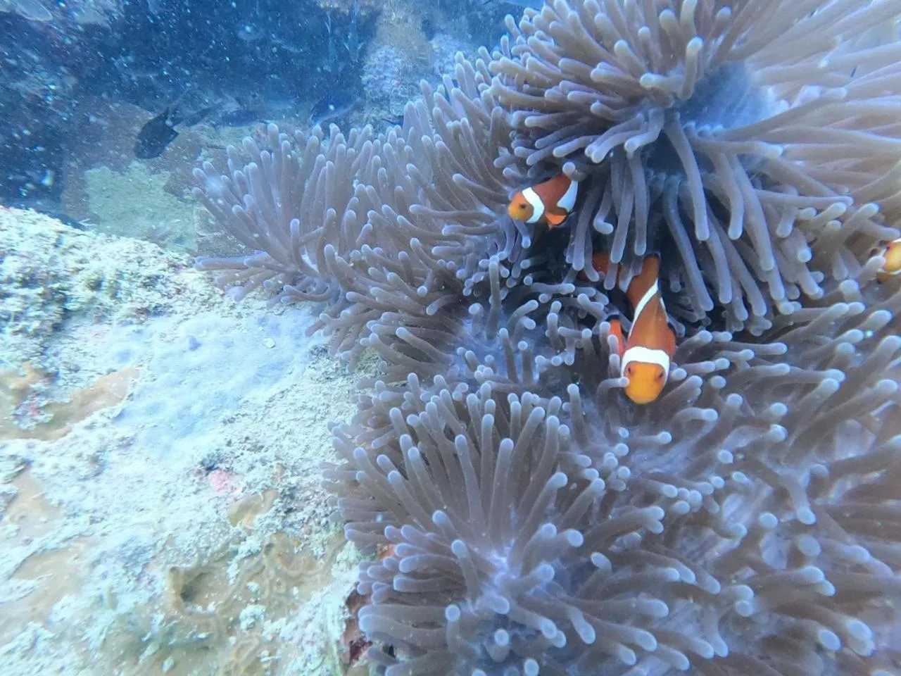 Snorkeling in The Beach House Ocam Ocam