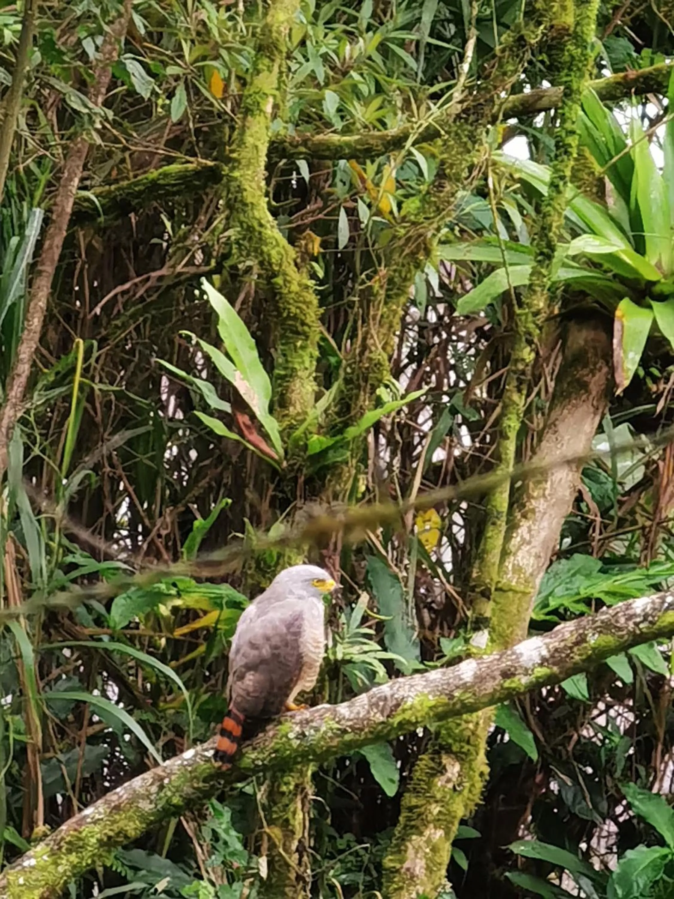 Natural landscape in Chirripo Art Hotel