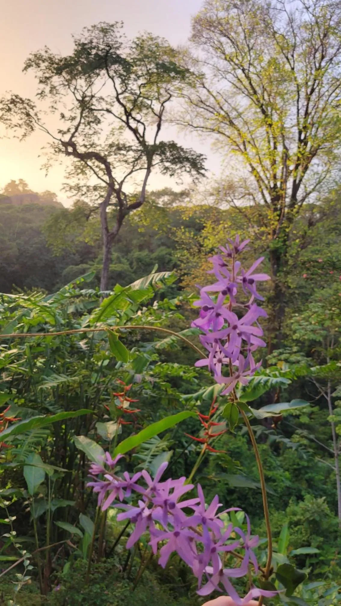 Natural landscape in Chirripo Art Hotel