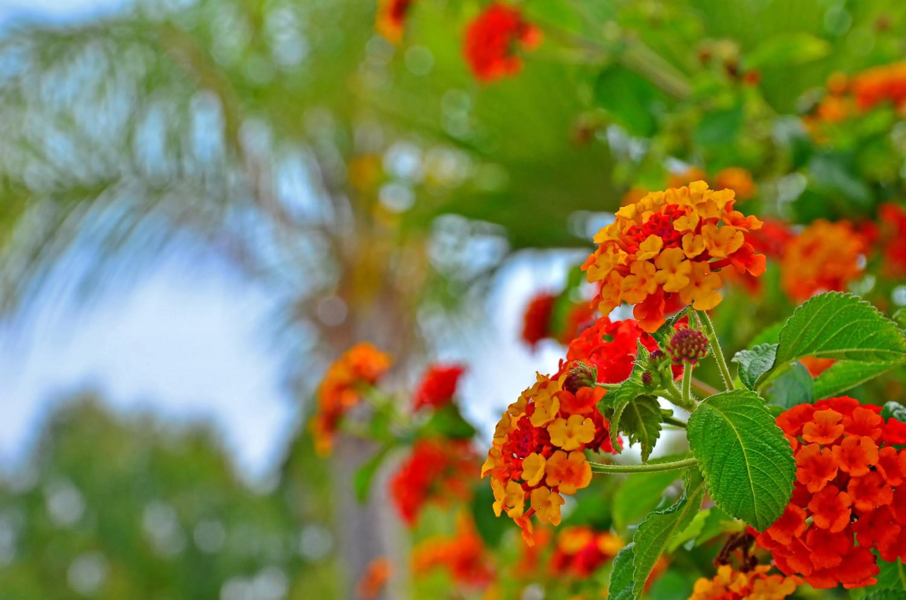 Decorative detail in Apartamentos Piedramar