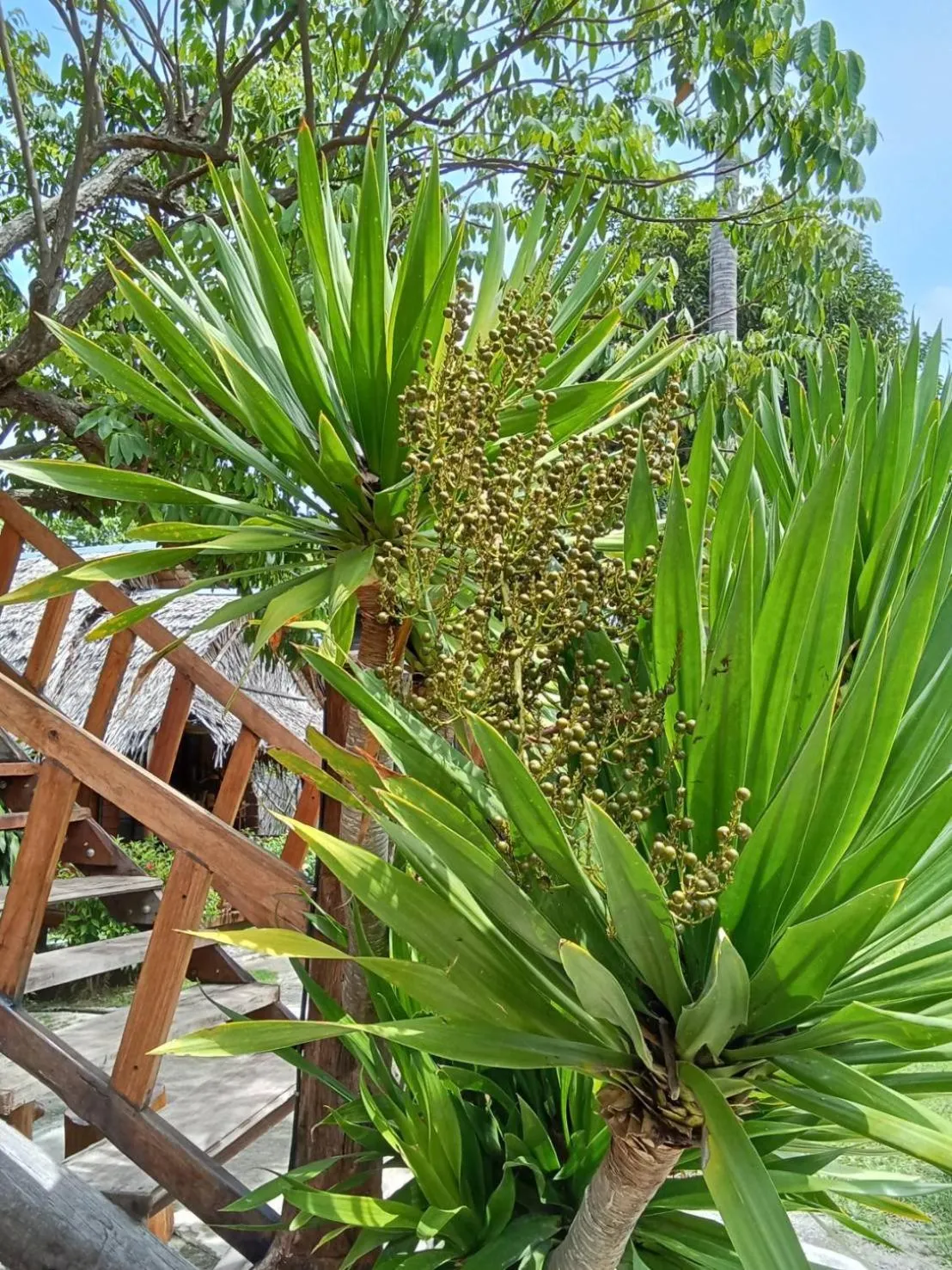Eden Lanta Bungalow