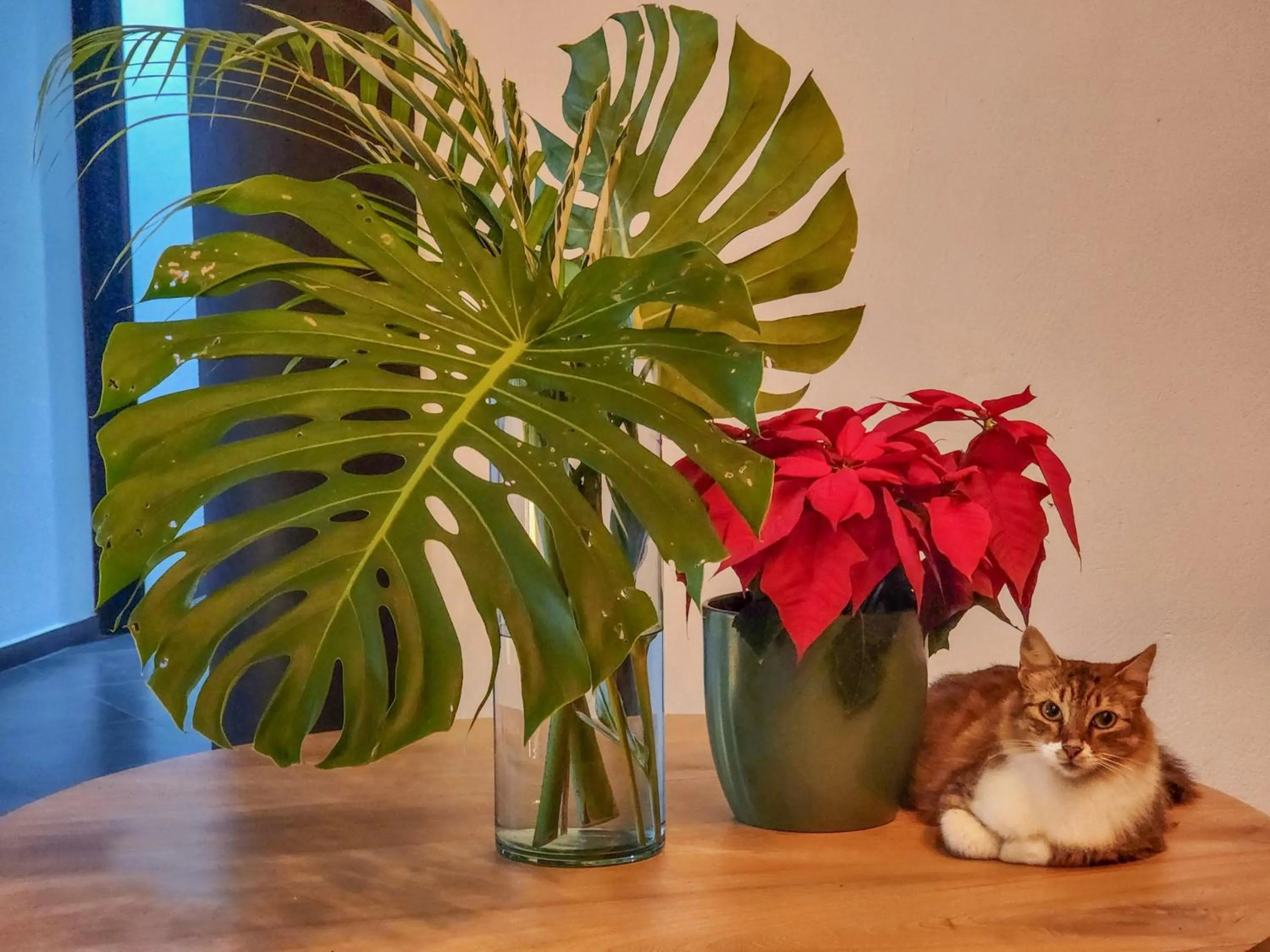 Natural landscape in Hotel Capri Doradal