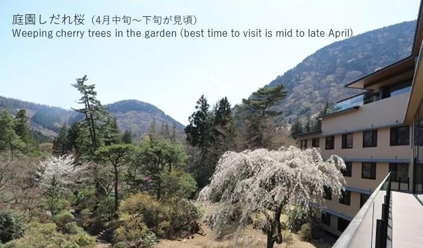 Spring in Hakone Kowakien Hotel