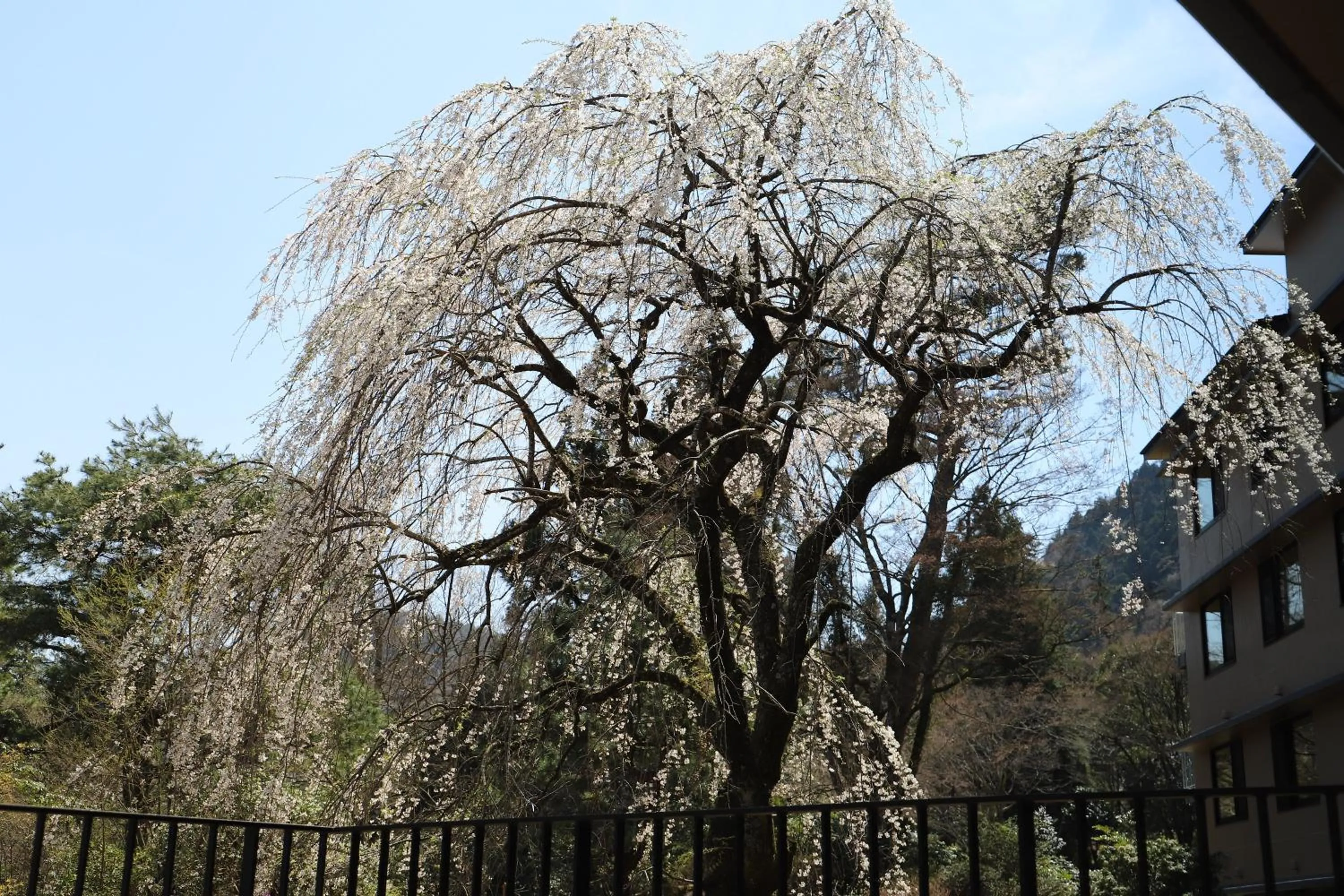 Garden view in Hakone Kowakien Hotel