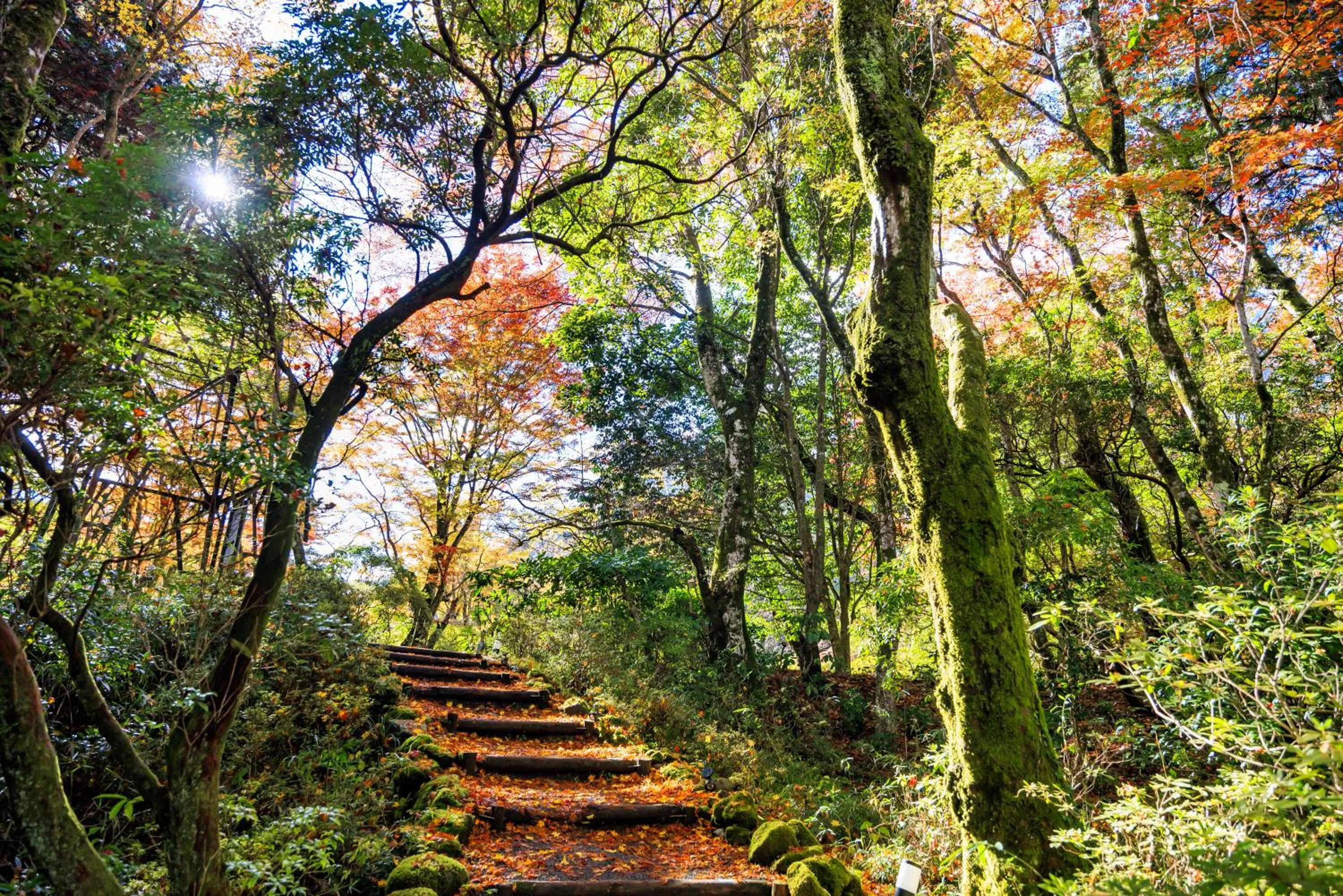 Natural landscape in Hakone Kowakien Hotel