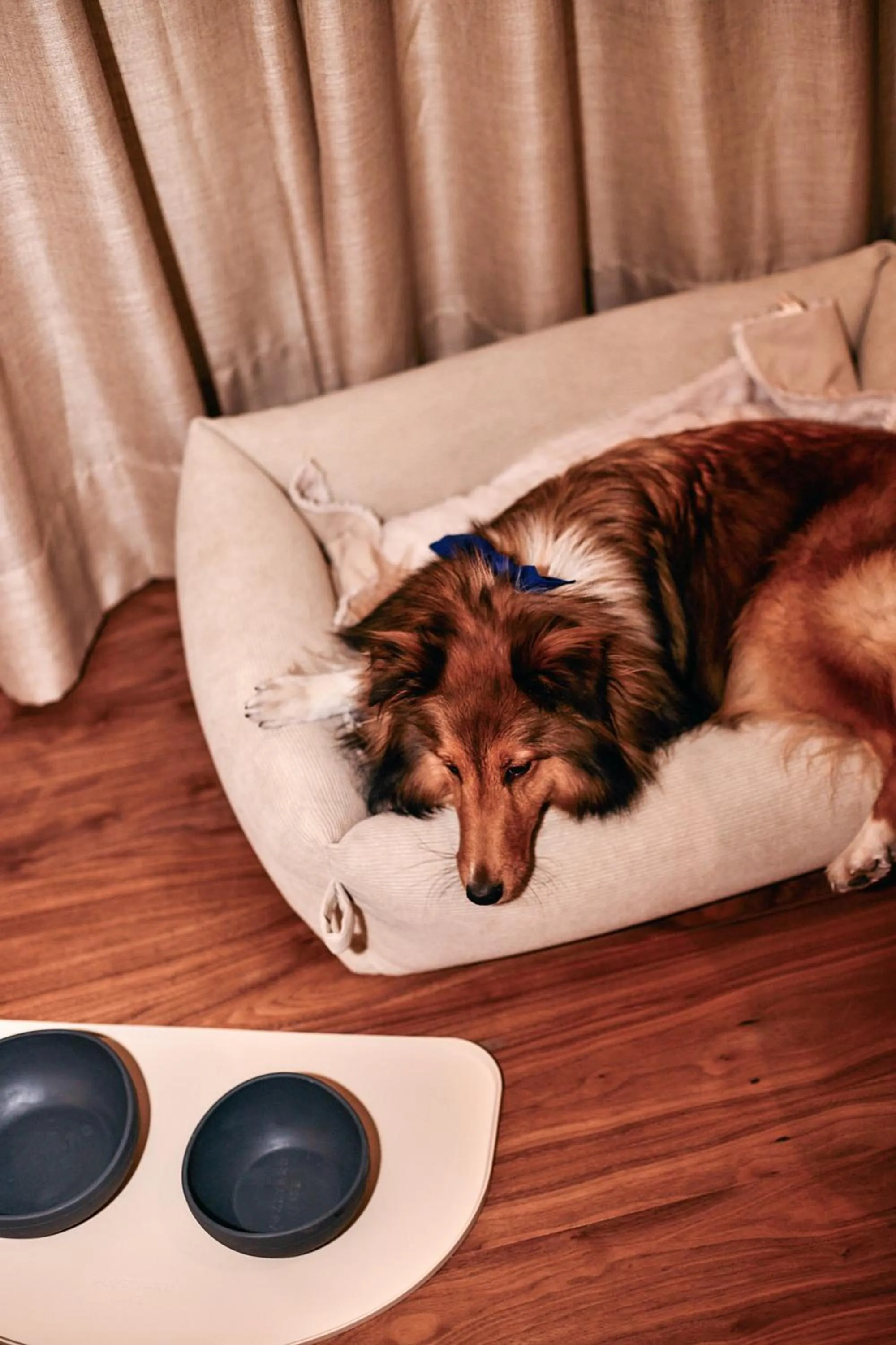 Pets in Hacienda del Mar member of Meliá Collection