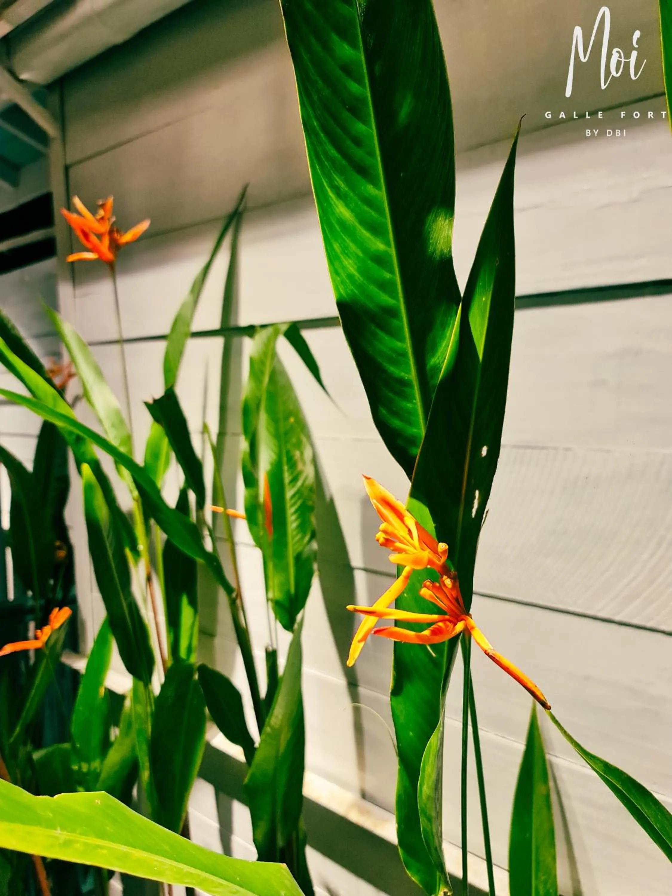 Garden in Moi Galle Fort by DBI