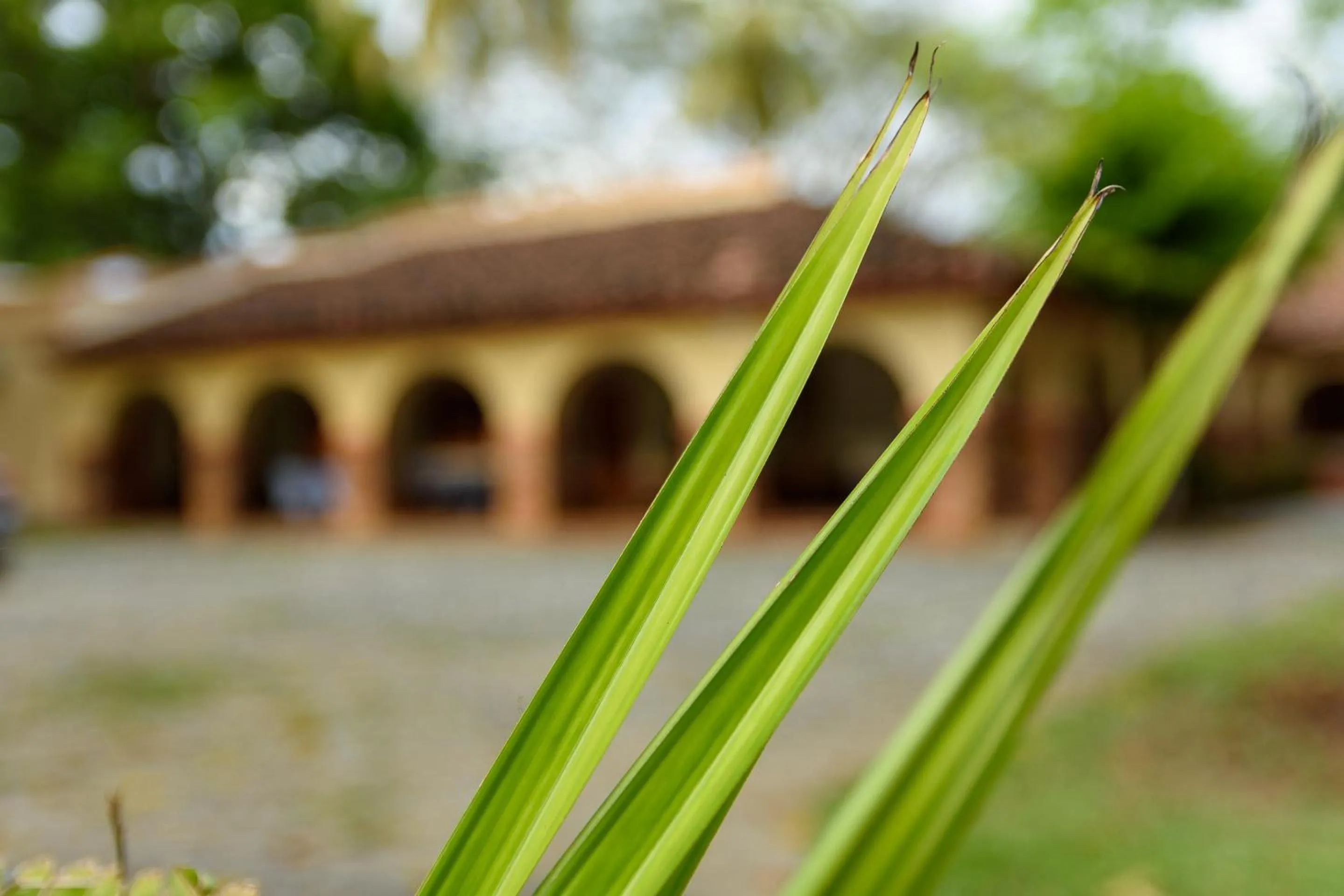 Garden in Finca Hotel Guadalupe