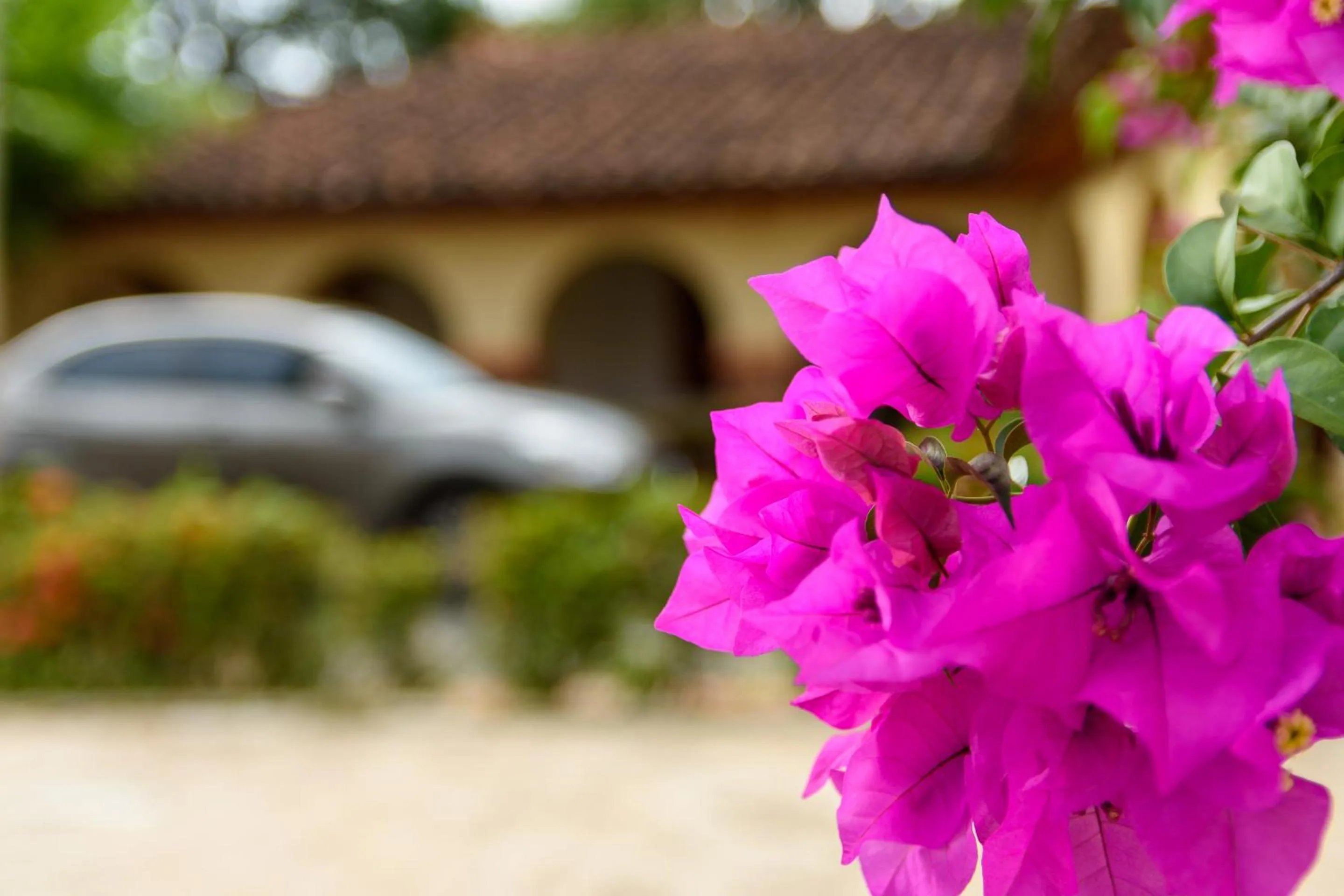 Garden in Finca Hotel Guadalupe