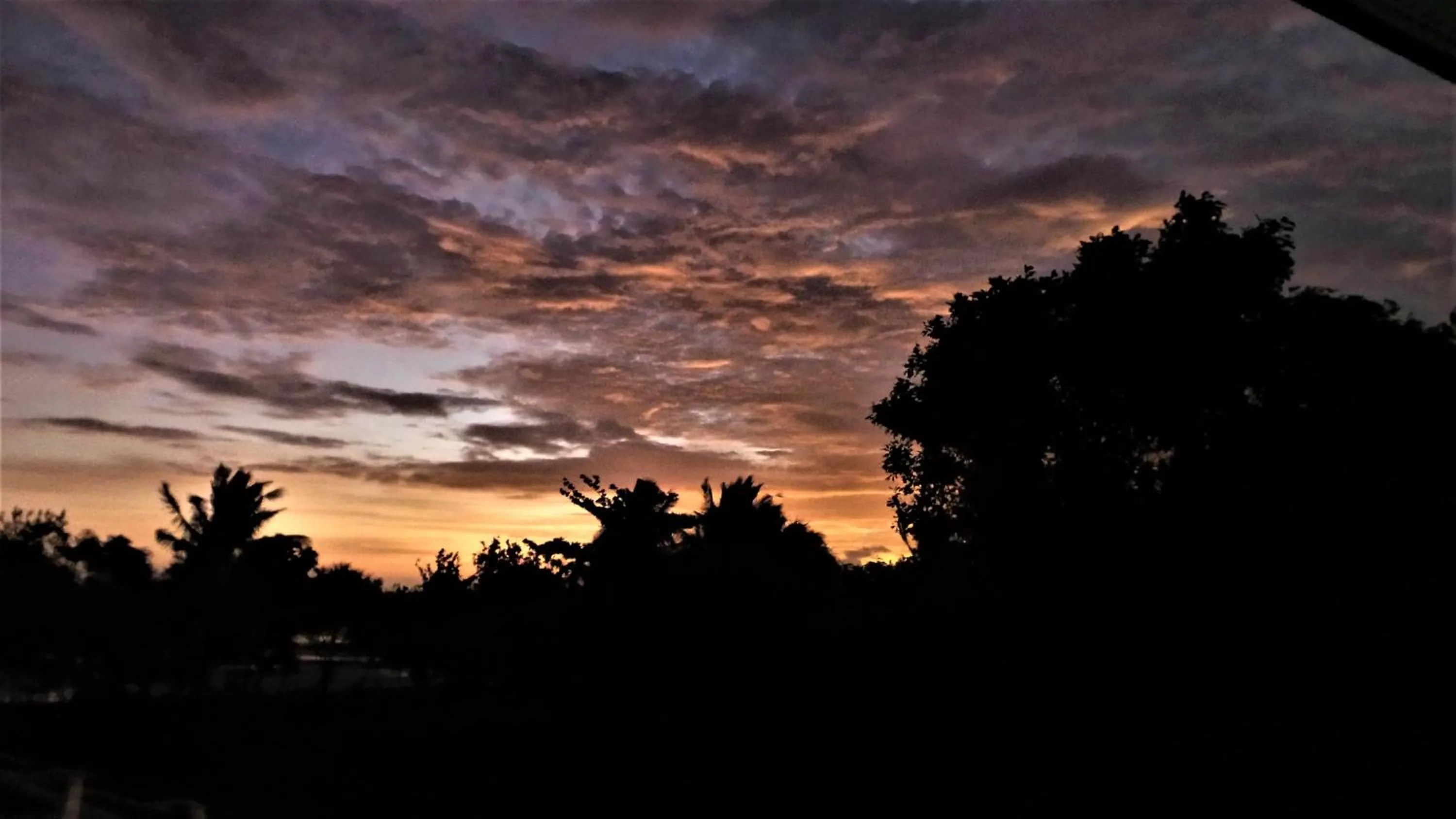 Garden in The Lazy Tiki