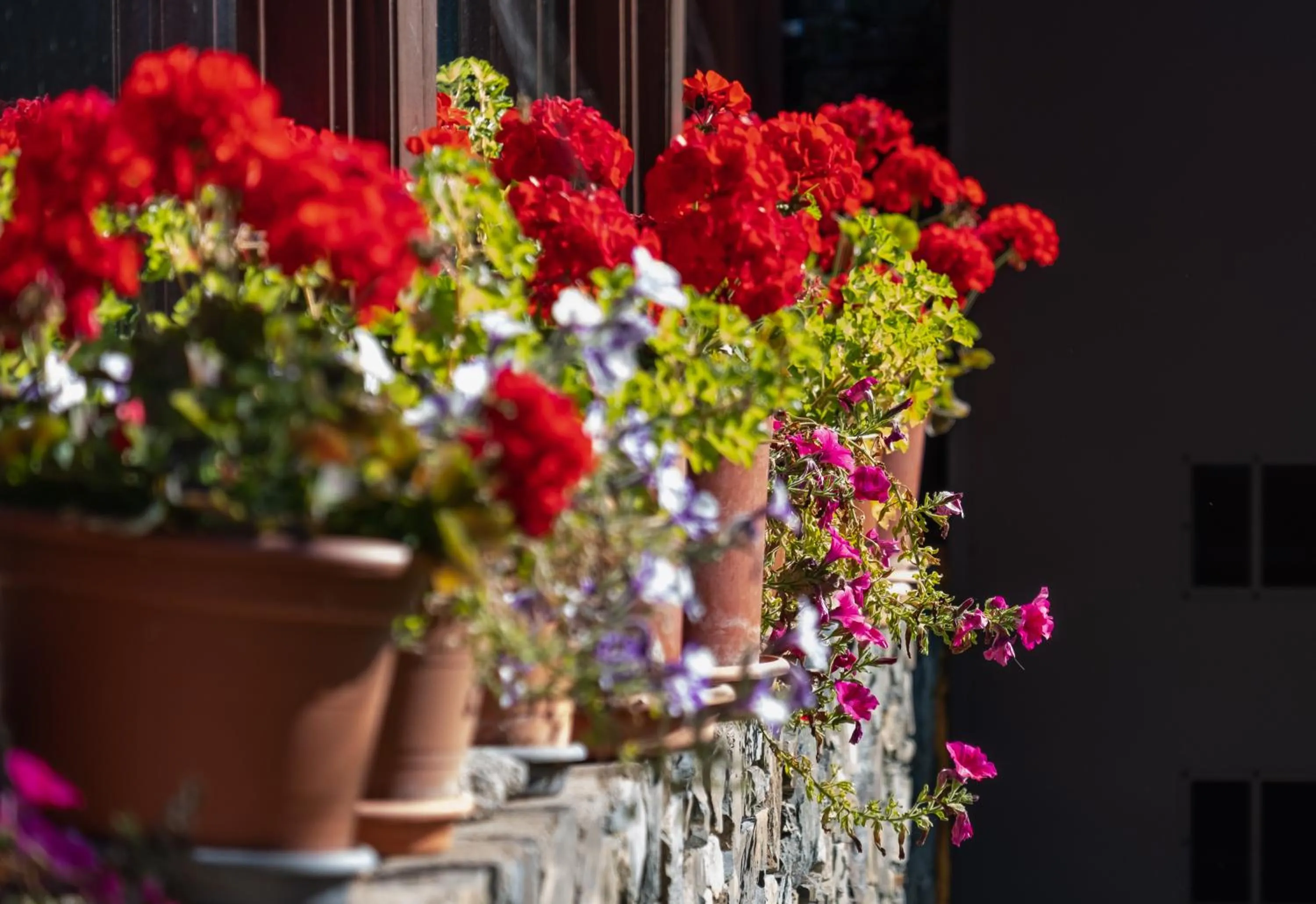 Garden in Hotel Calitxo