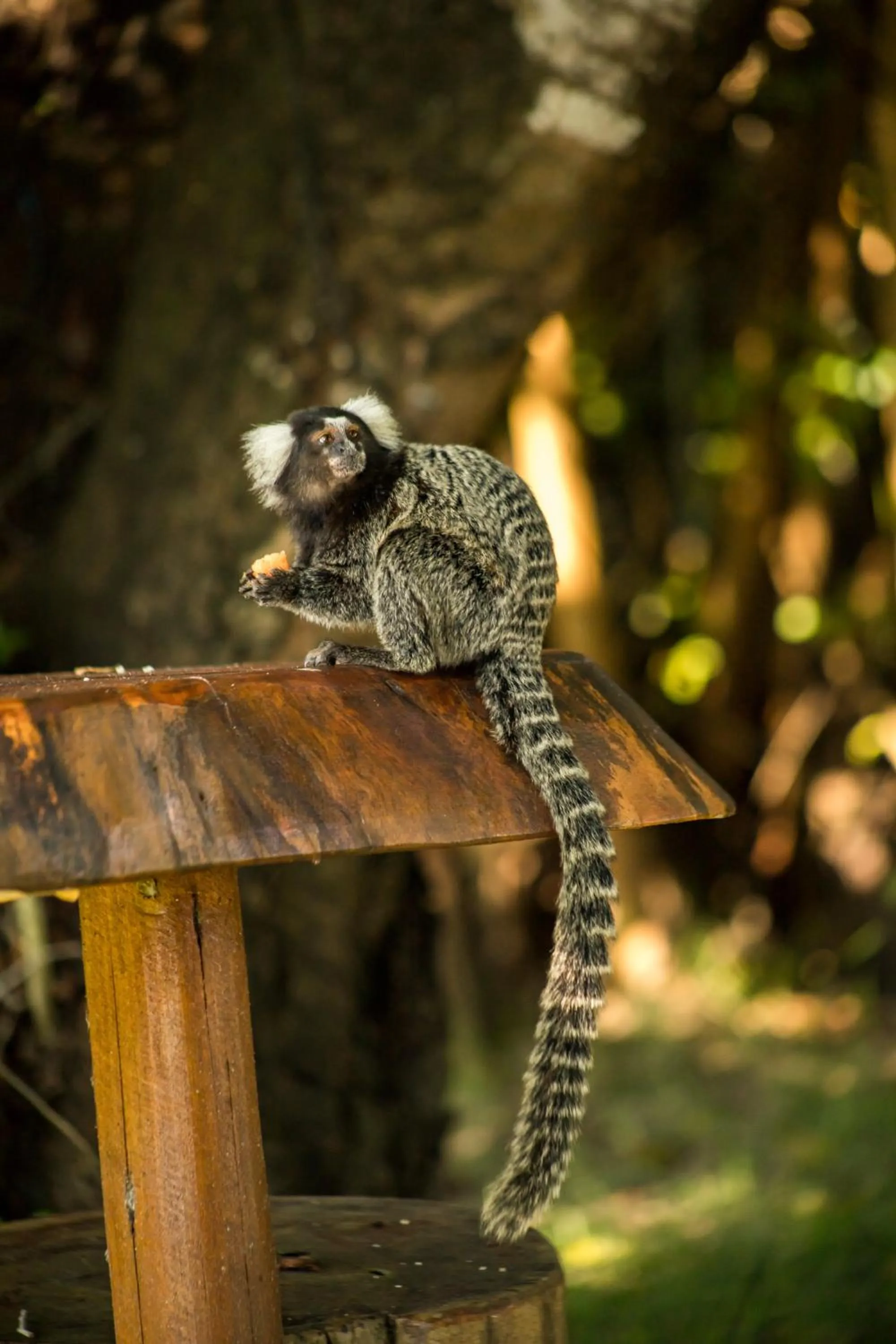 Animals in Taboo Milagres