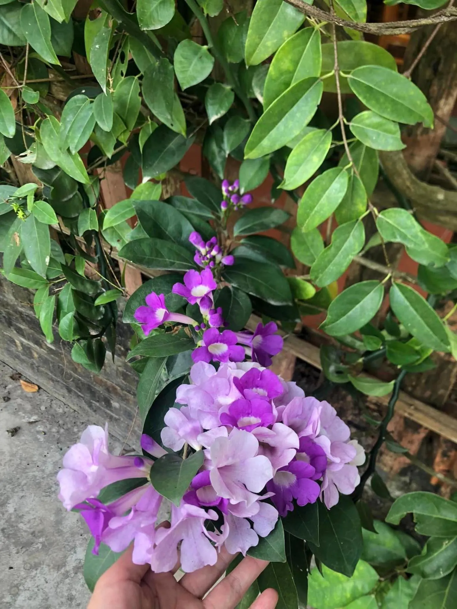 Garden view in My Tam Coc Bungalow Ninh Bình
