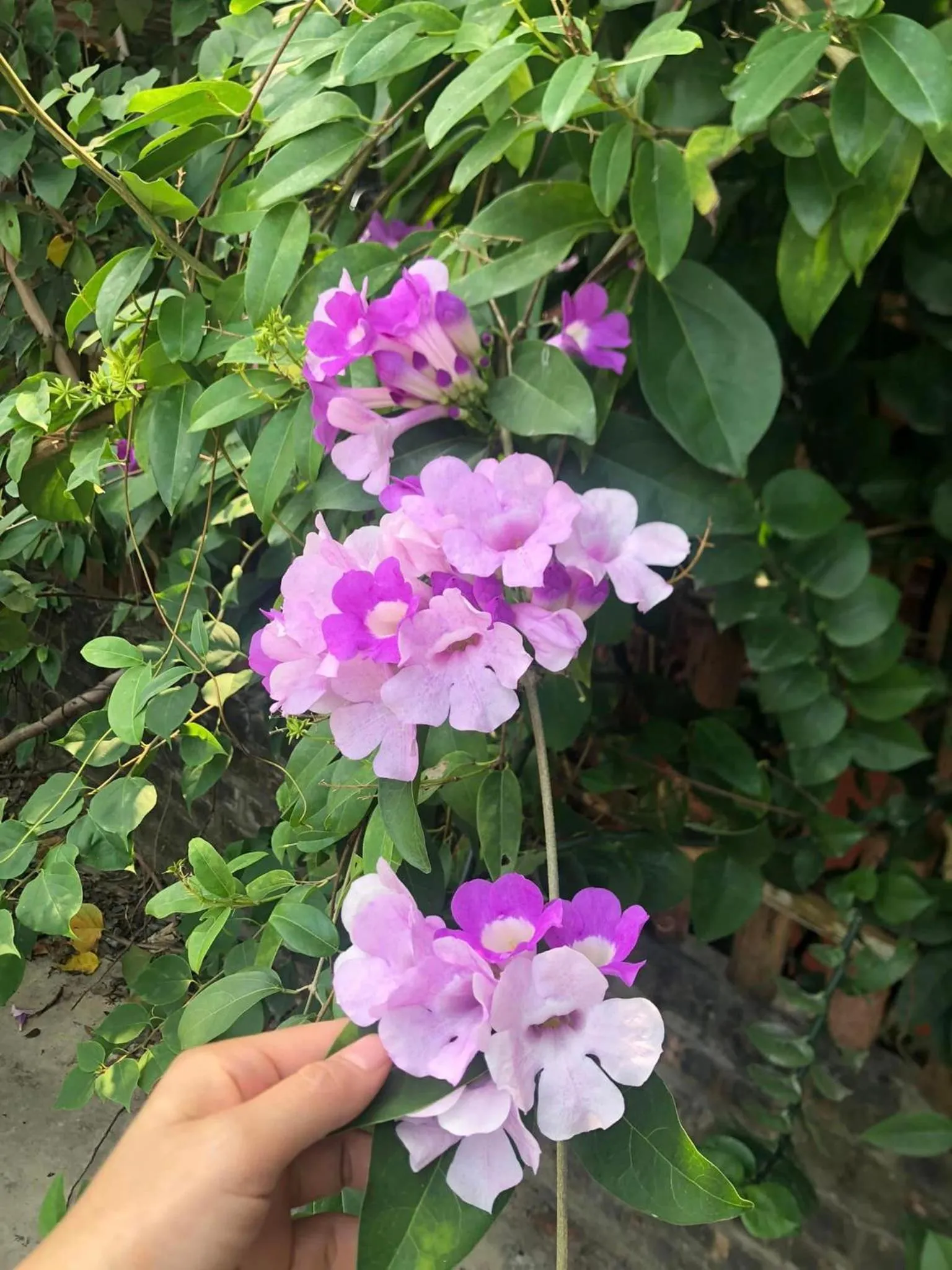 Garden view in My Tam Coc Bungalow Ninh Bình