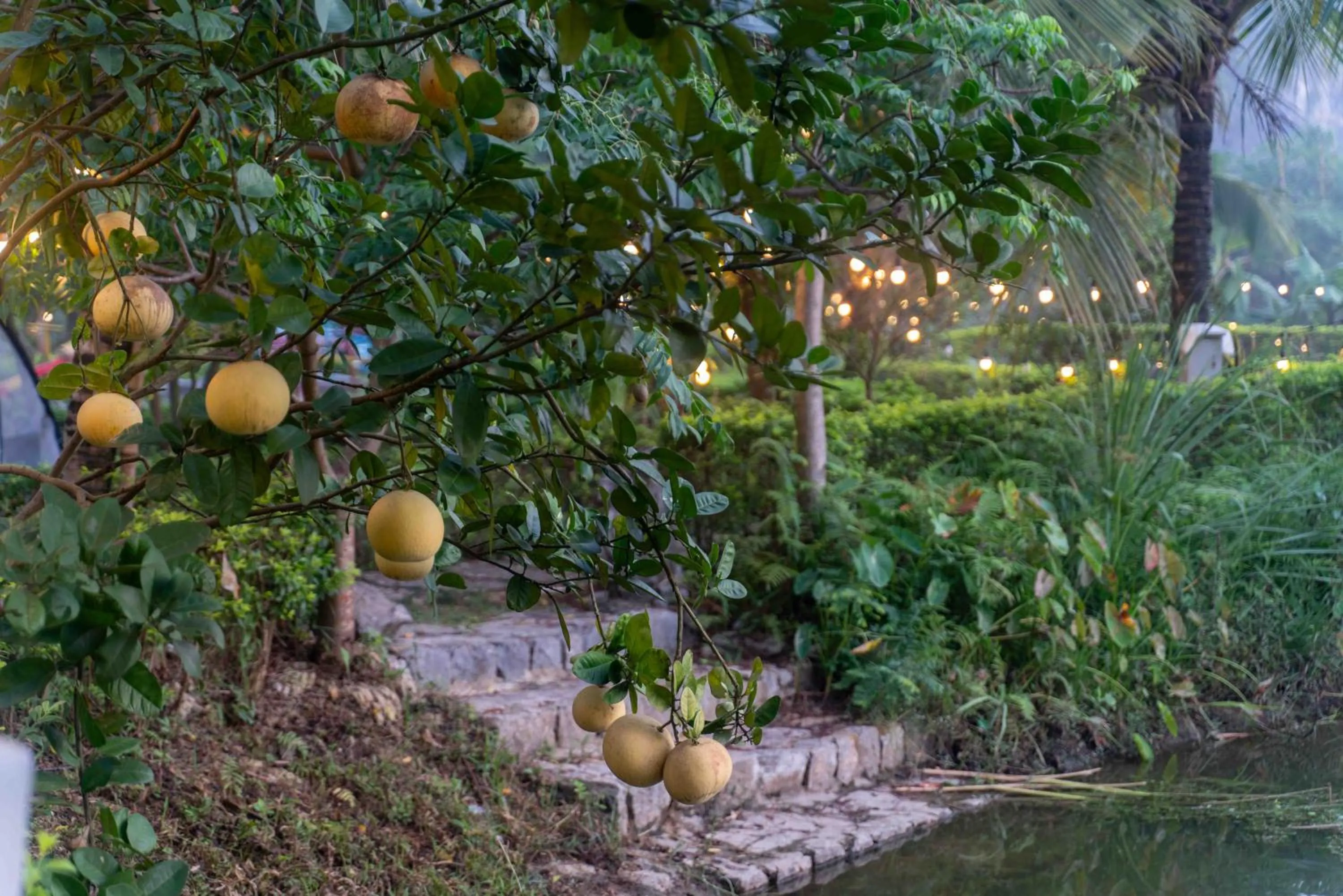 Garden view in THE GOAT BOUTIQUE RESORT
