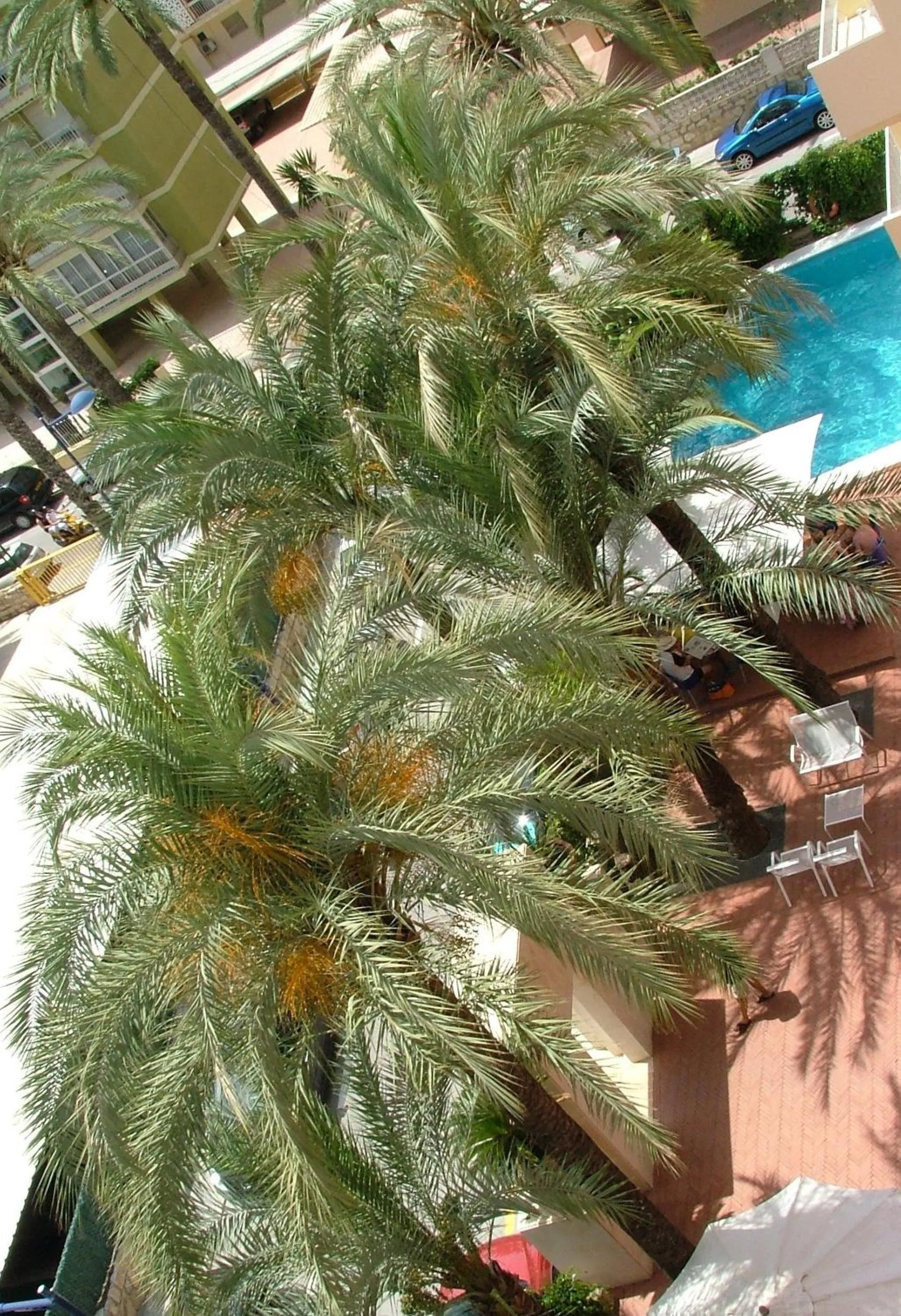 Facade/entrance in Hotel El Palmeral