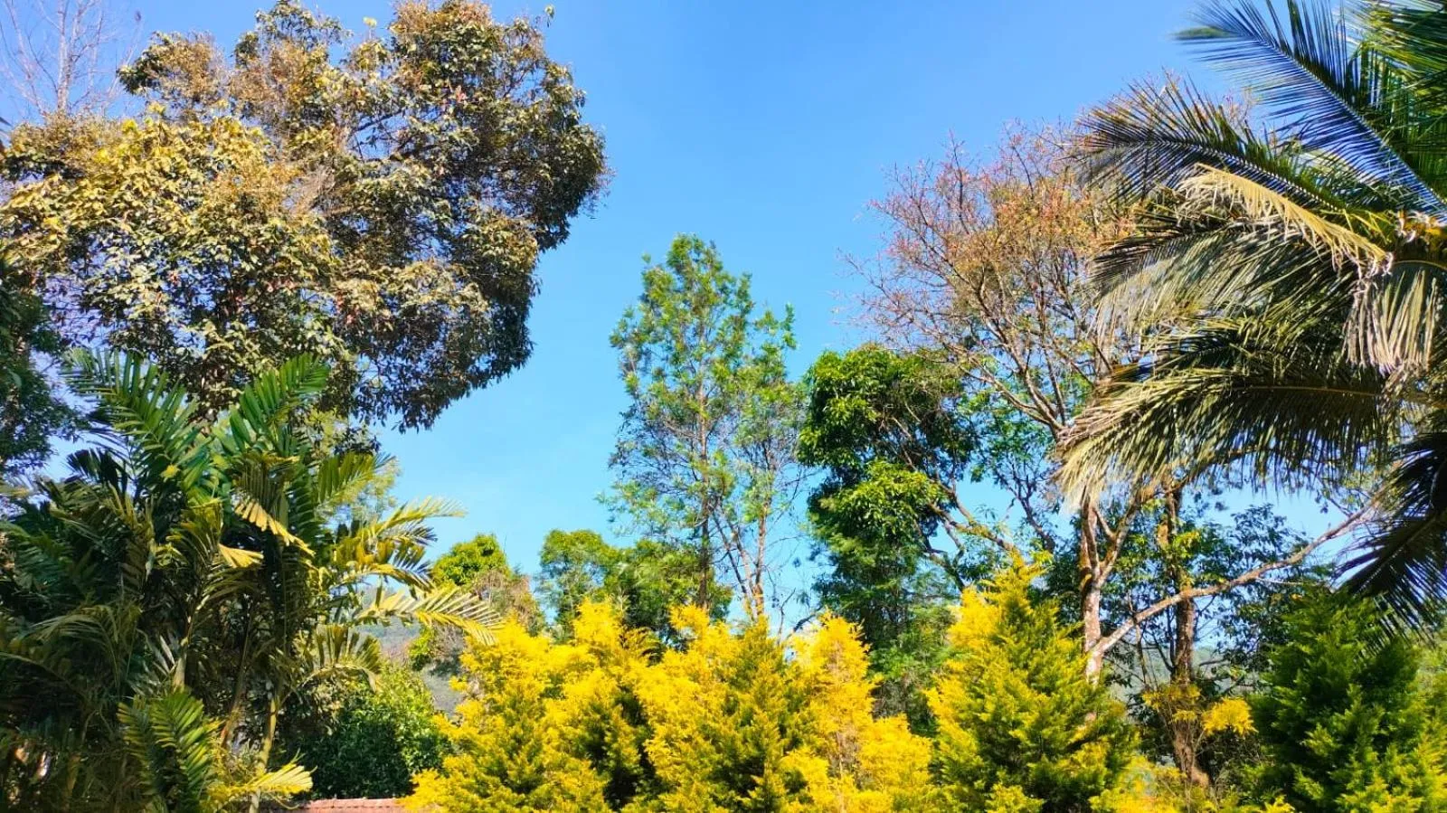 Jungle Hill Resort Coorg