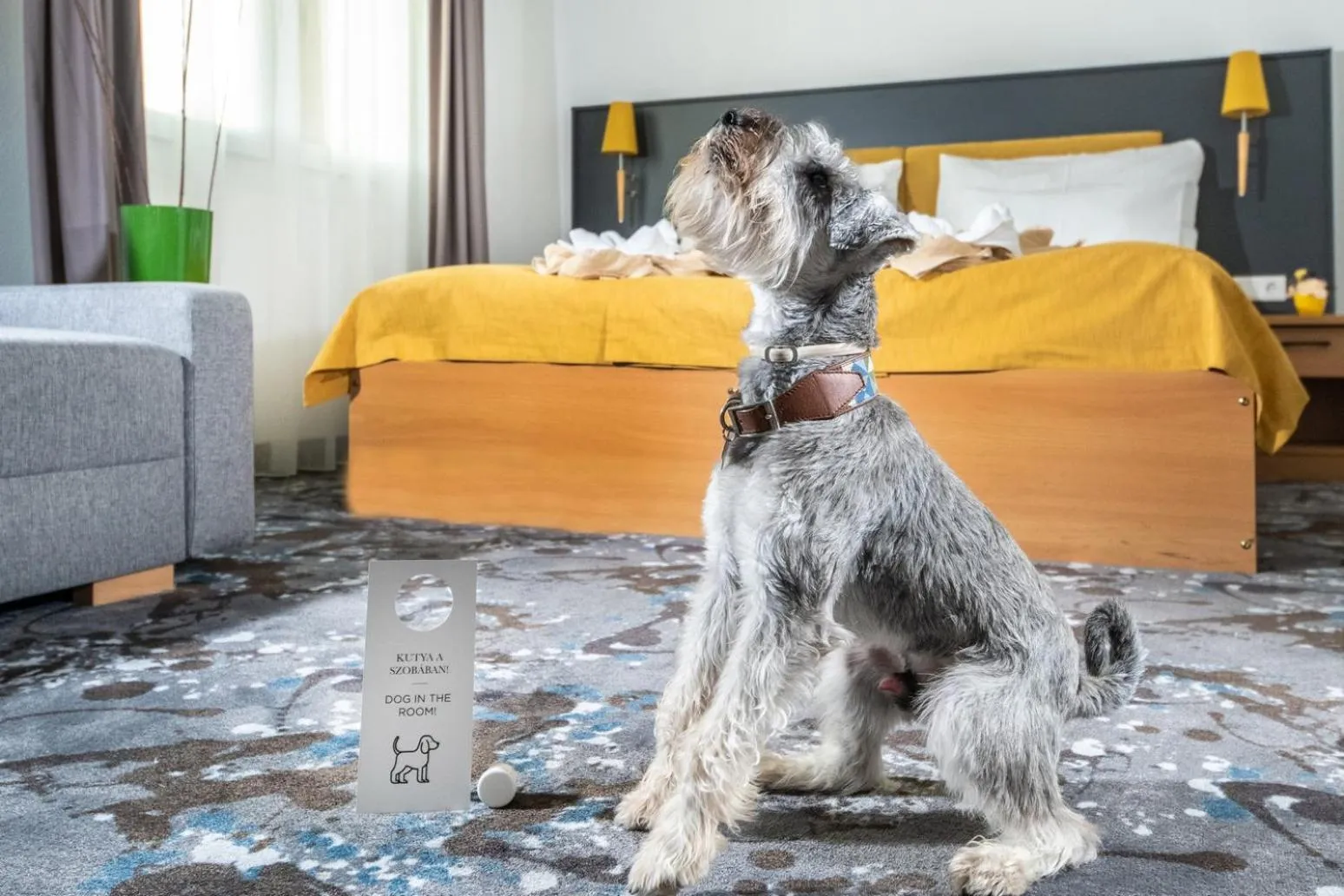 Pets in Zsóry Liget Hotel & Spa Superior