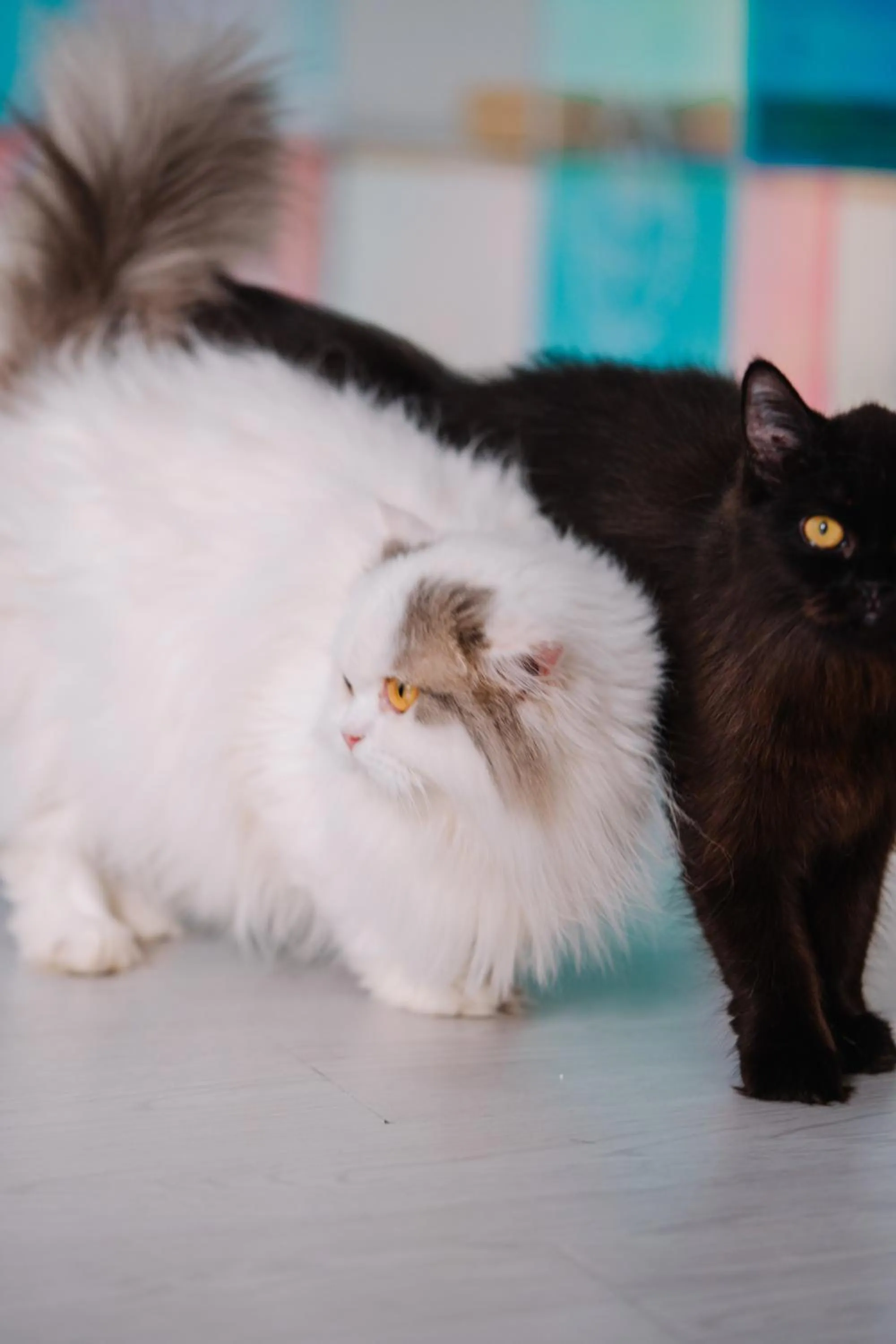 Pets in Meow Cat Cafe & Hotel