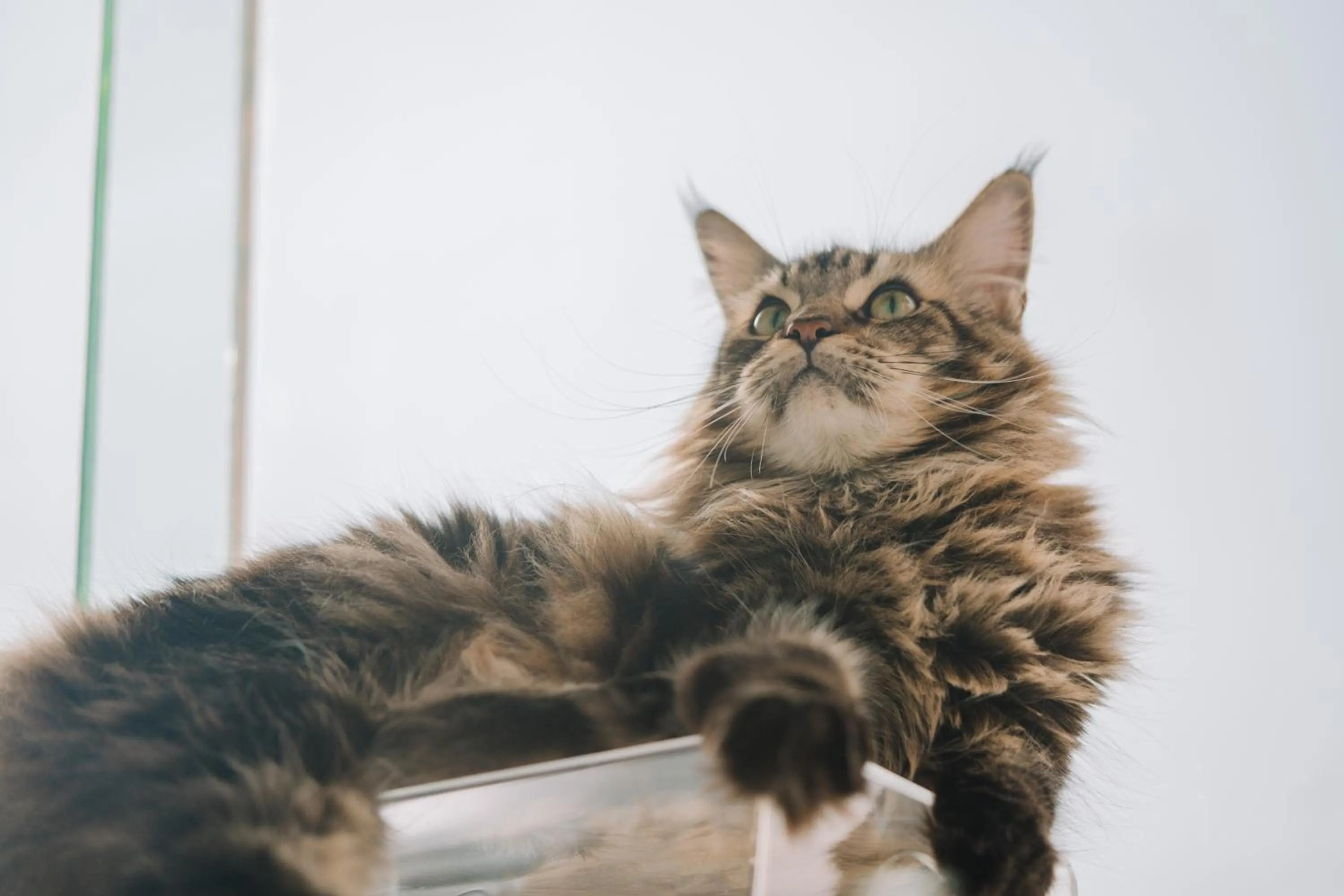 Pets in Meow Cat Cafe & Hotel