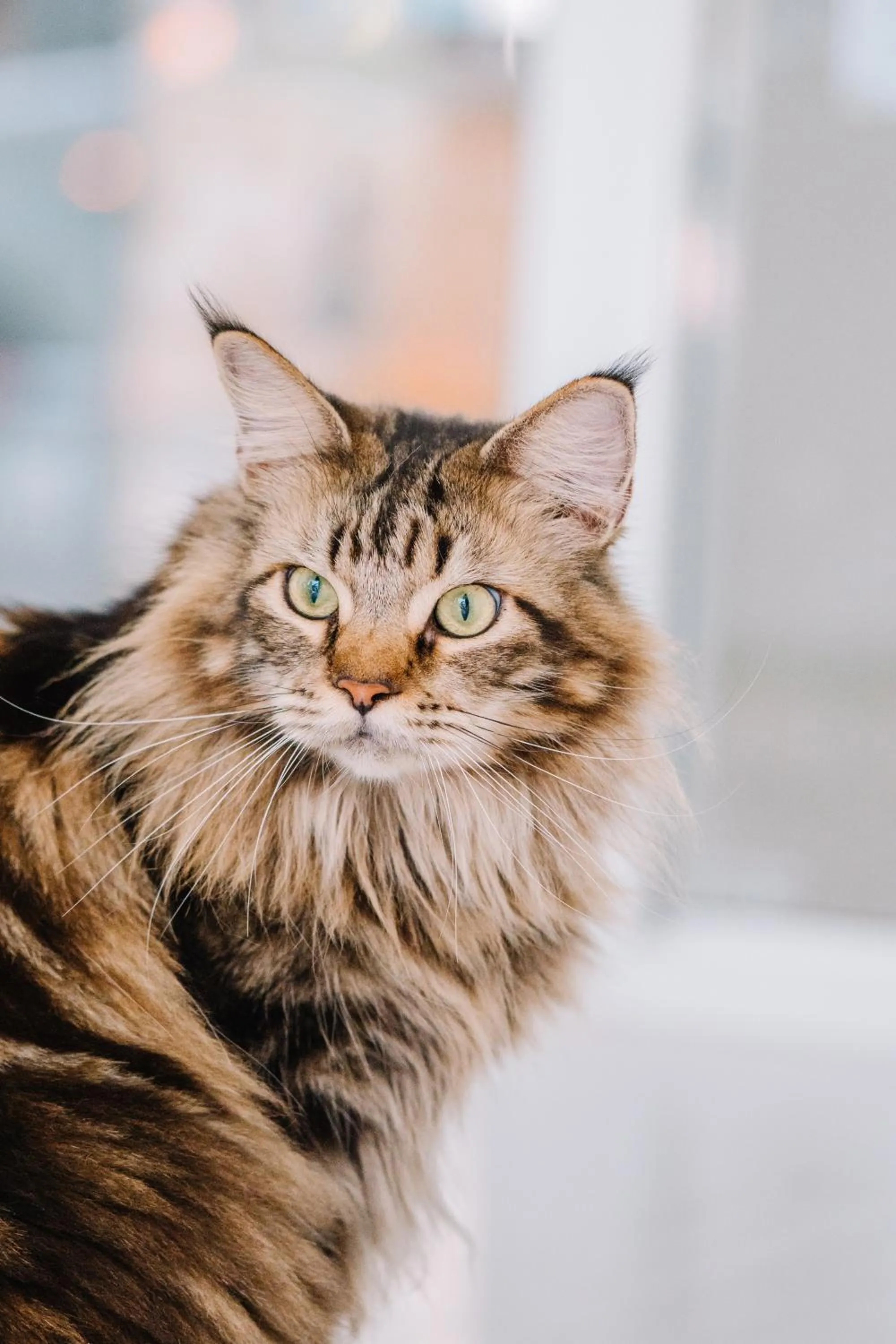 Pets in Meow Cat Cafe & Hotel