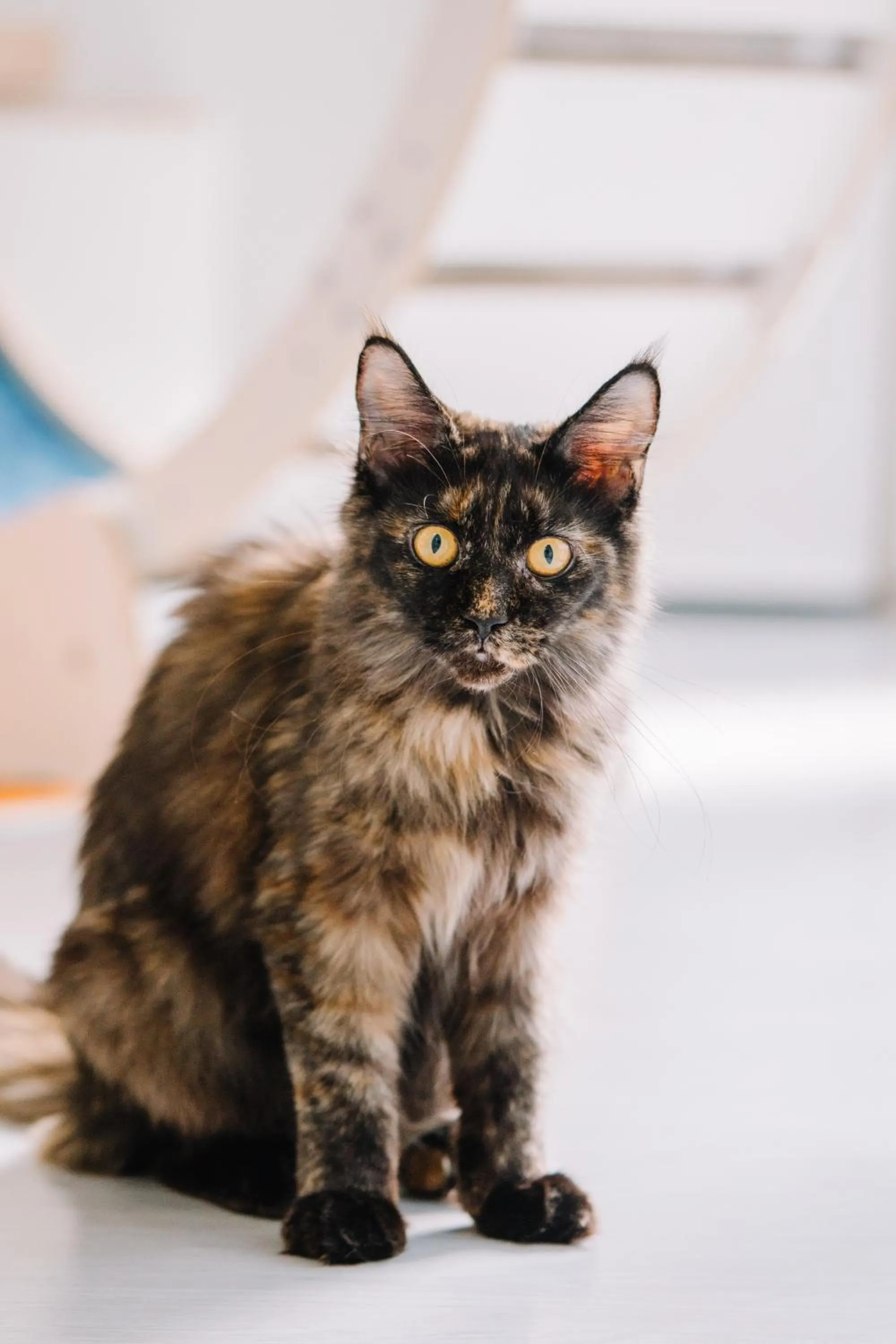 Pets in Meow Cat Cafe & Hotel