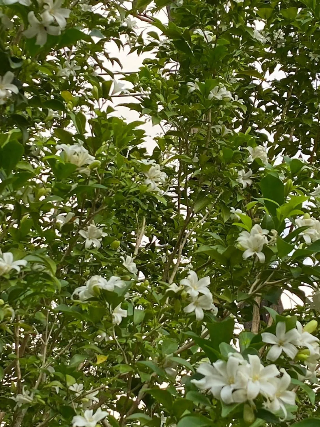 Garden in LONELY GROOVE