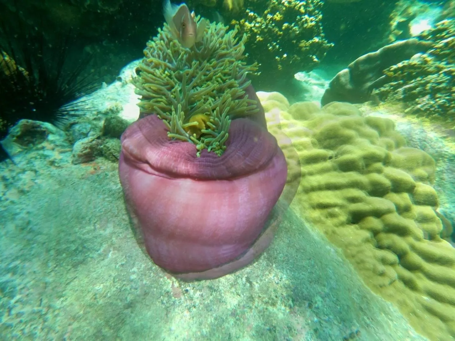 Snorkeling in LONELY GROOVE