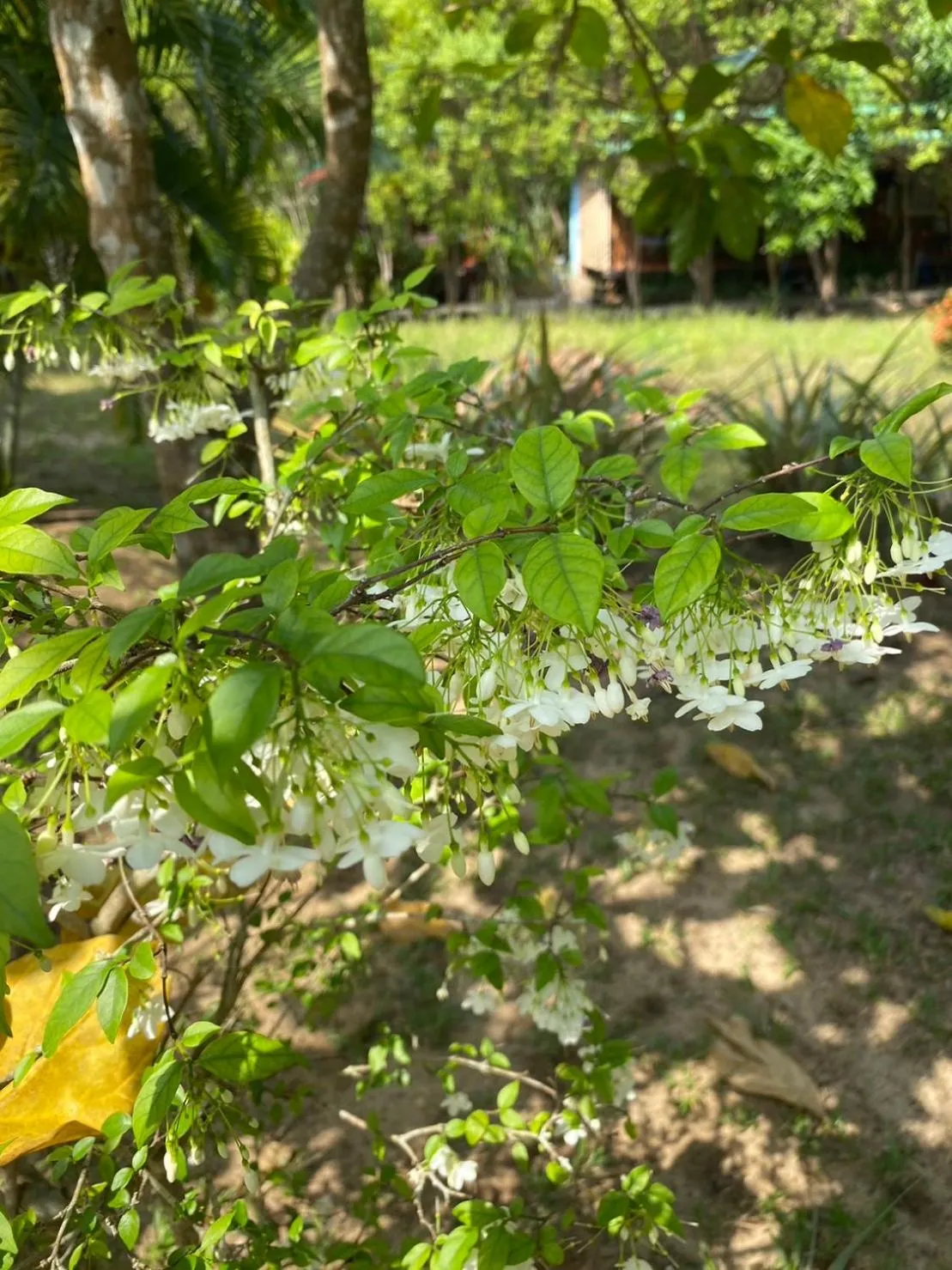Garden in LONELY GROOVE