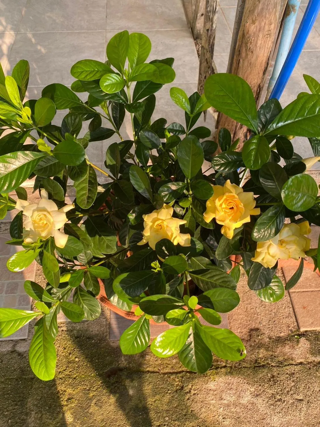 Garden in LONELY GROOVE